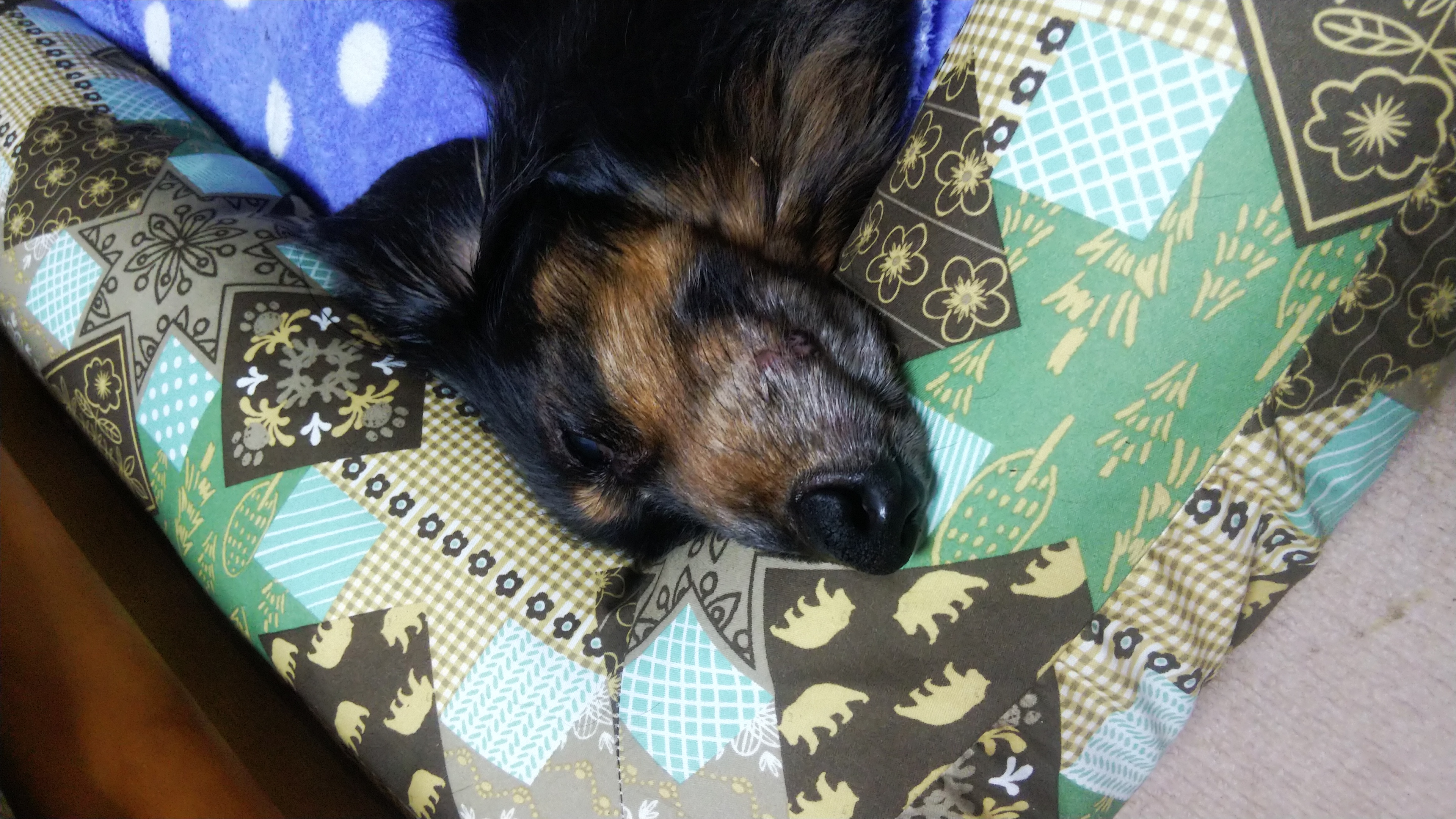 口コミ レビュー あごのせソファベッド 犬用ベッド ペットベッド クッション ペット用品の通販サイト ペピイ Peppy