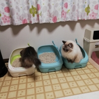 トイレきらら ペットトイレ専用洗剤 掃除用品 除菌 消臭剤 ペット用品の通販サイト ペピイ Peppy