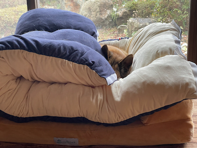 口コミ レビュー ｓｉｐｐｏｌｅ ２ｗａｙロールクッション 犬用ベッド ペットベッド クッション ペット用品の通販サイト ペピイ Peppy