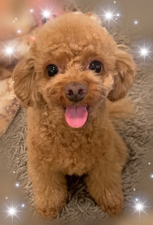 口コミ レビュー キッチンドッグ ポップガン 犬用おやつ ペット用品の通販サイト ペピイ Peppy
