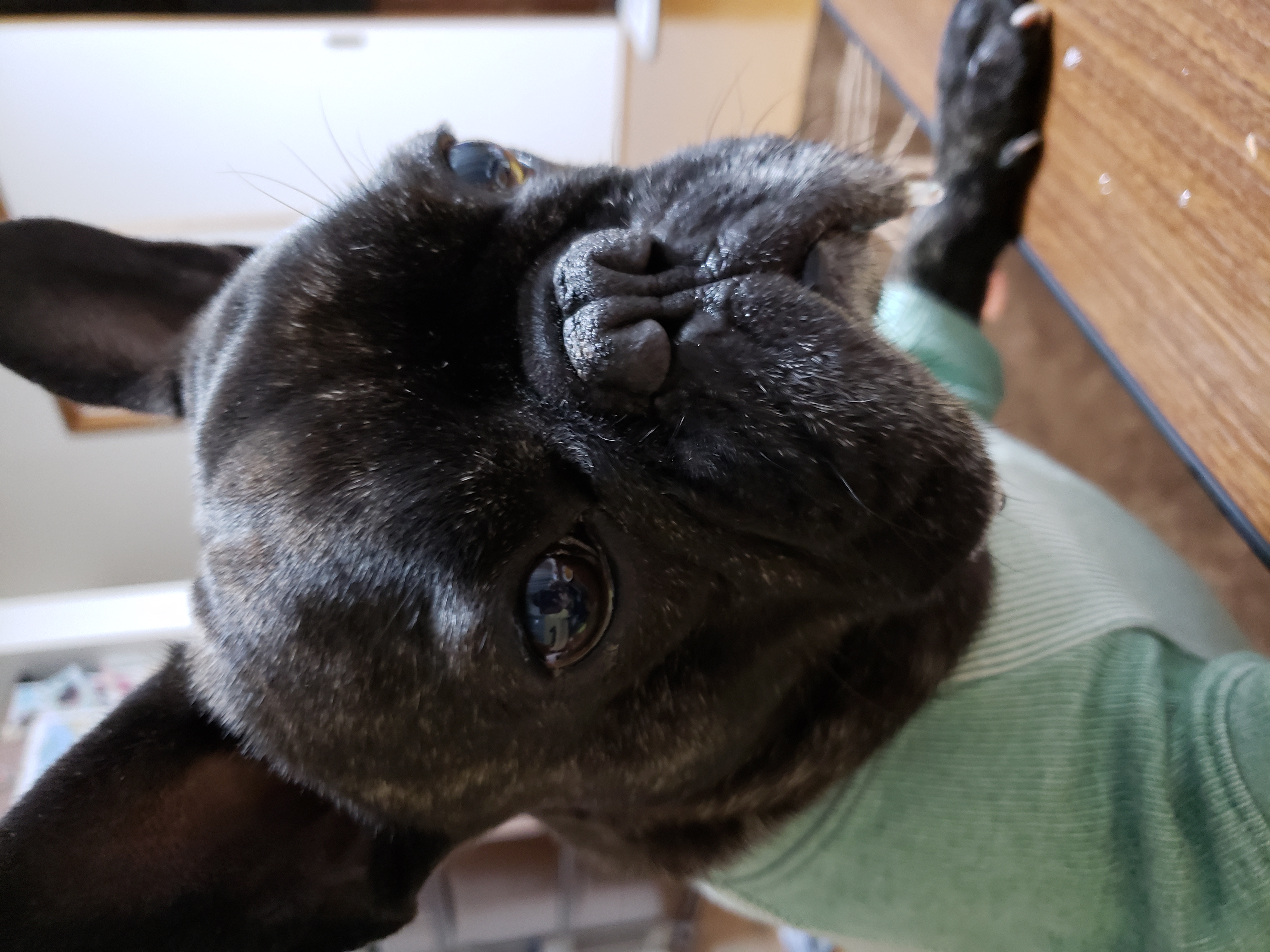 口コミ レビュー 素干し ししゃもくん 犬用おやつ ペット用品の通販サイト ペピイ Peppy