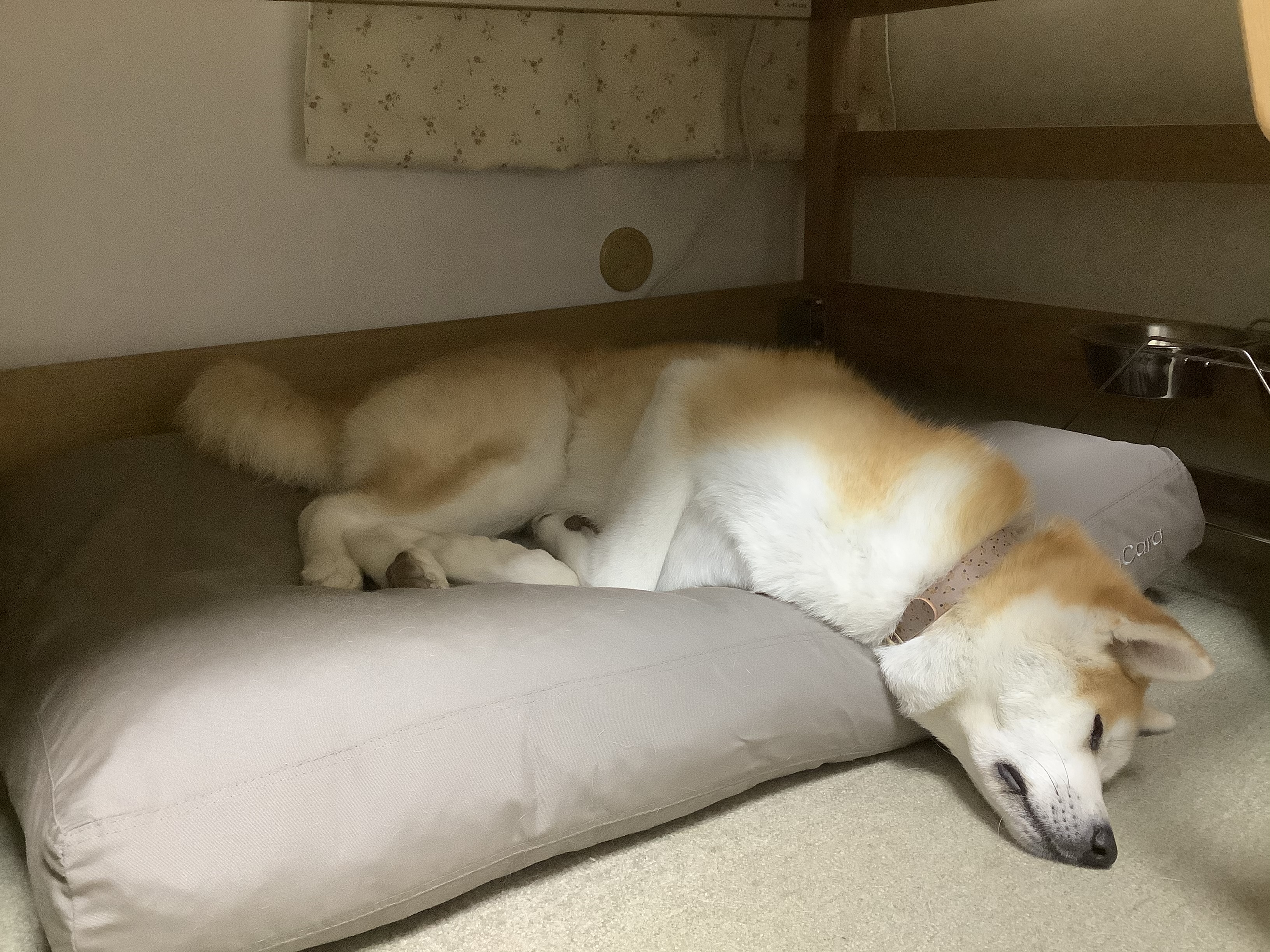口コミ レビュー ｍｉａｃａｒａ ドッグクッション ルビオ 犬用ベッド ペットベッド クッション ペット用品の通販サイト ペピイ Peppy