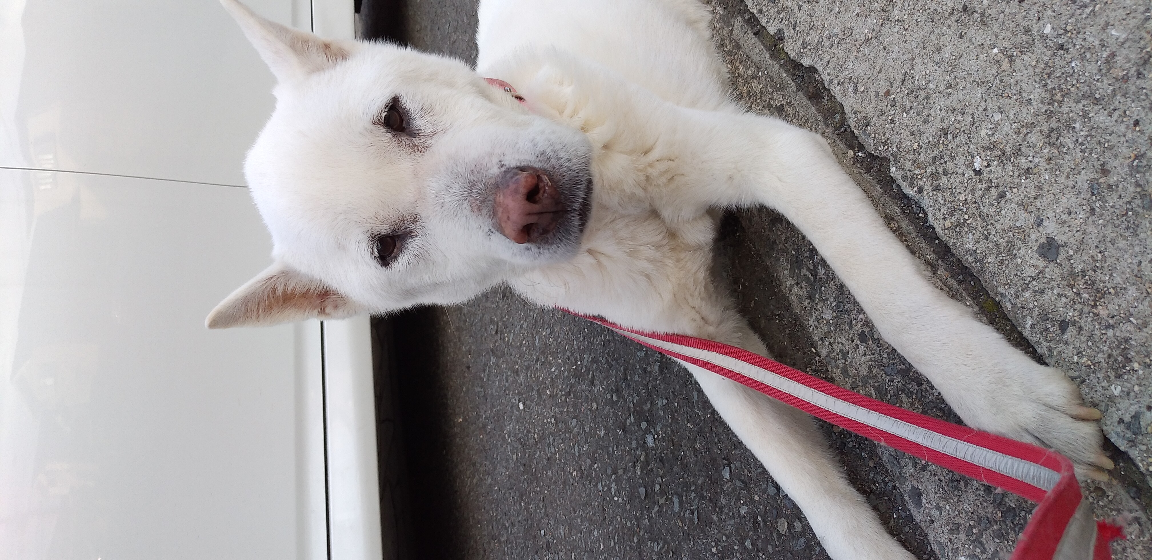 口コミ レビュー ユーカヌバ ラム ライス シニア用 全犬種用 ７歳以上 シニア ラム ライス 犬用ドライフード プレミアムフード ペット用品の通販サイト ペピイ Peppy