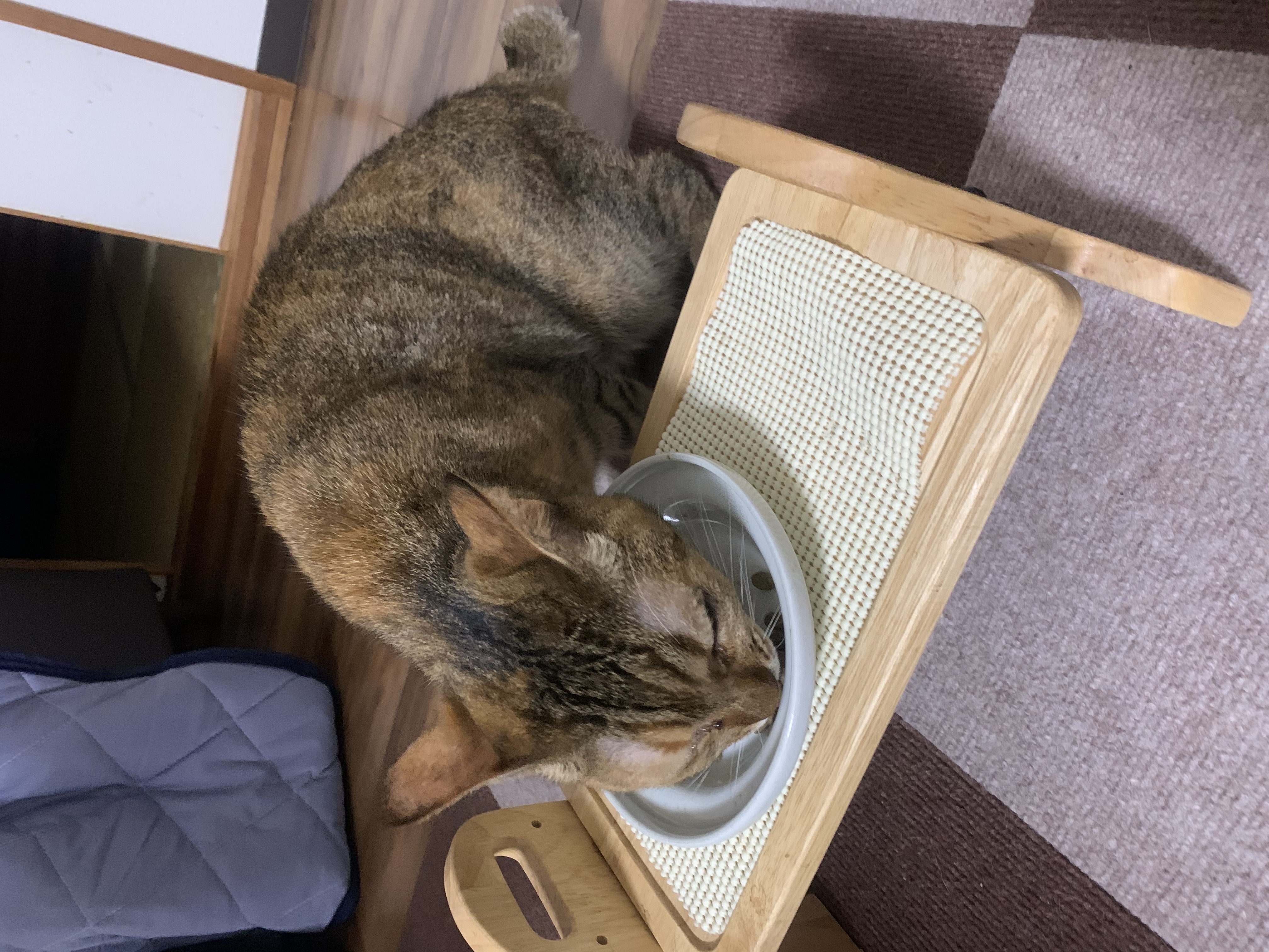 口コミ レビュー ニュートロ 猫用おやつ とろけるシリーズ 猫用おやつ ペット用品の通販サイト ペピイ Peppy
