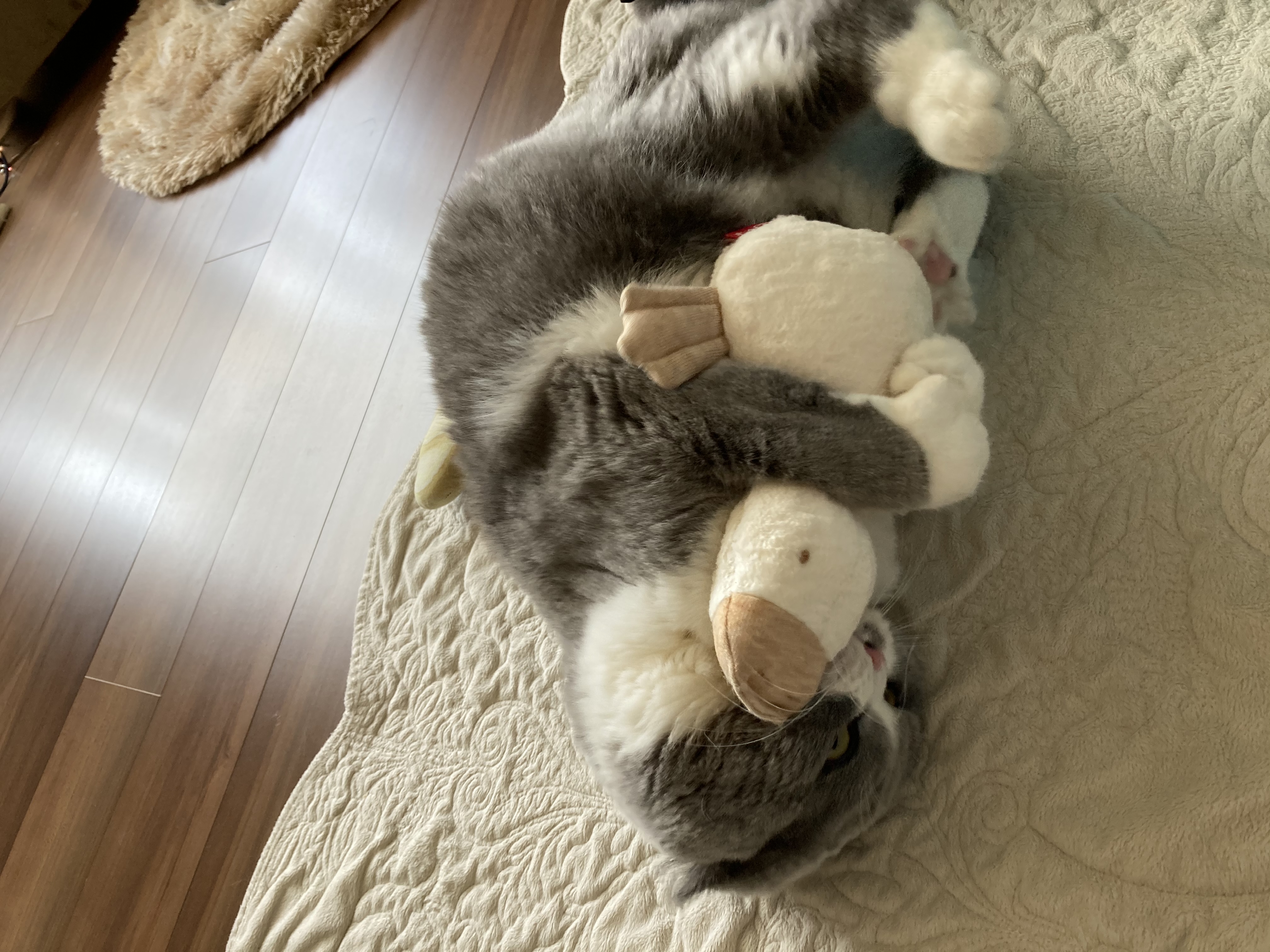 口コミ レビュー オーガニックコットン キャット 猫用おもちゃ ペット用品の通販サイト ペピイ Peppy