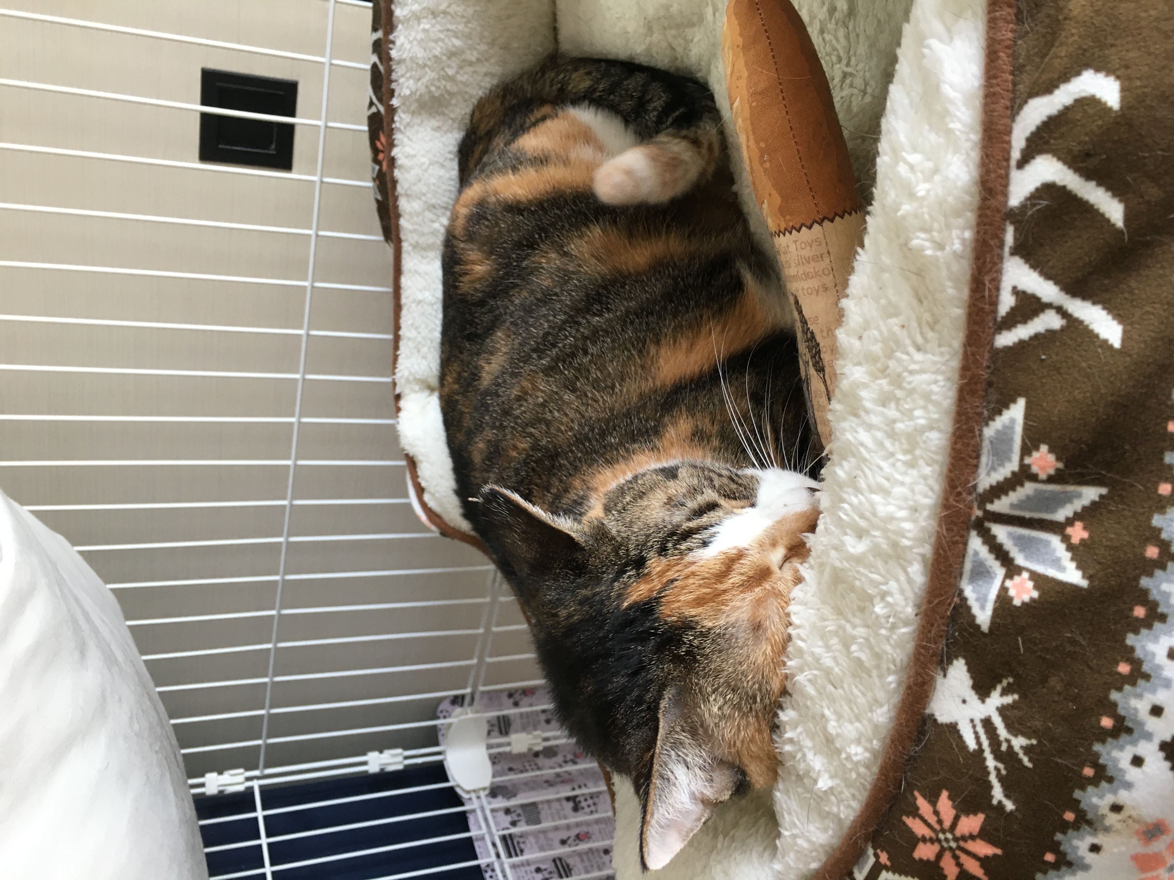 口コミ レビュー にゃごみ処 またたび入り猫キッカー 猫用おもちゃ ペット用品の通販サイト ペピイ Peppy 口コミ レビュー にゃごみ処 またたび入り猫キッカー 猫用おもちゃ ペット用品の通販サイト ペピイ Peppy