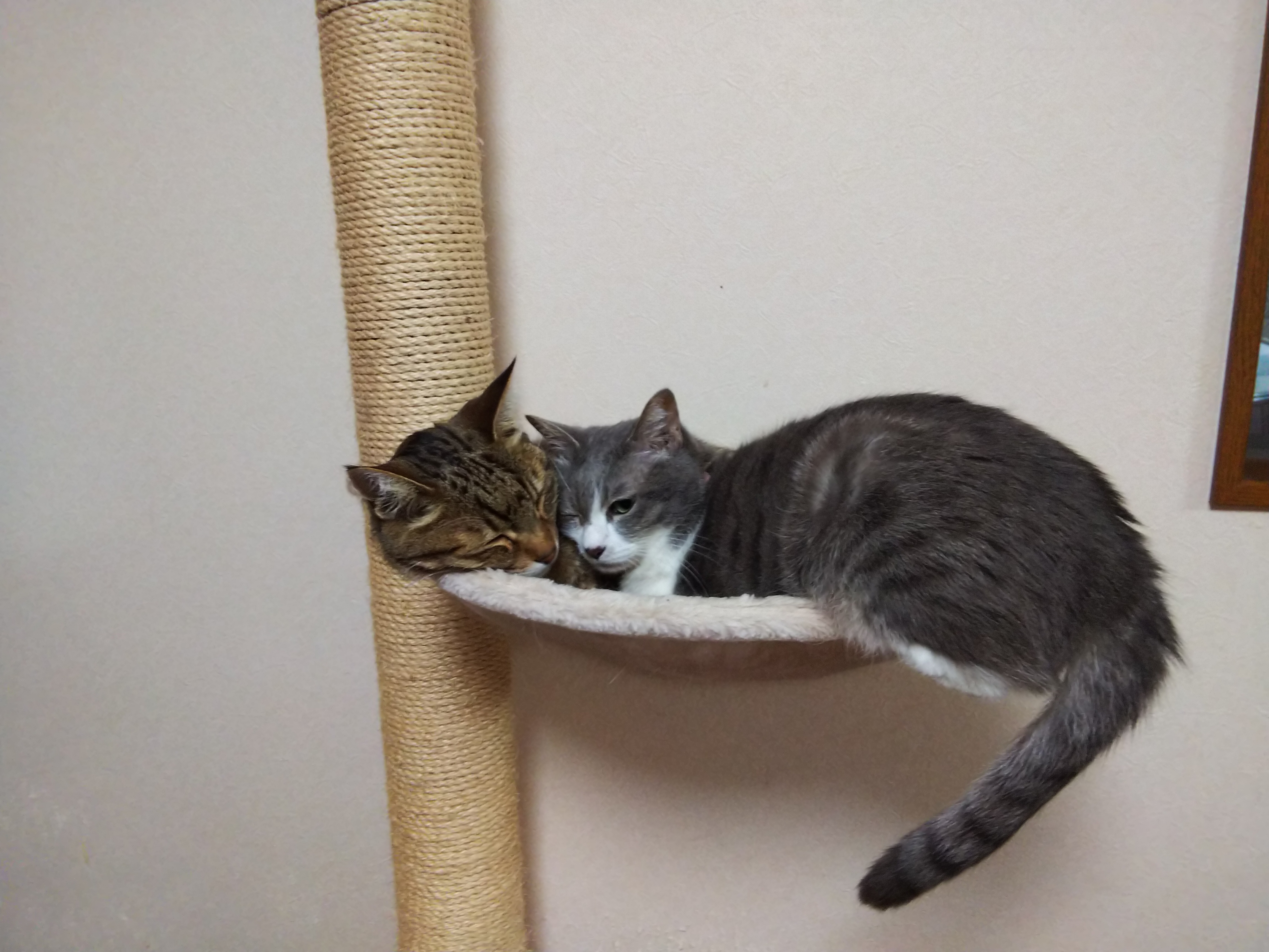 口コミ レビュー おうちで木登りタワー 突っ張り型 キャットタワー ペット用品の通販サイト ペピイ Peppy