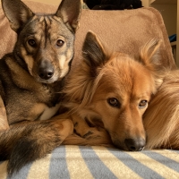 ドットわん フリーズドライ リンゴ７ トッピング ペット用品の通販サイト ペピイ Peppy