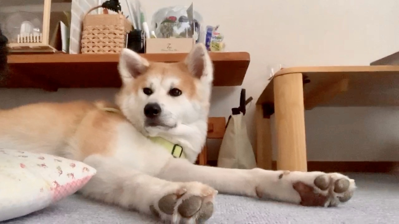 口コミ レビュー ユーカヌバ 成犬用 小型犬用 １歳以上 スモール アダルト 犬用ドライフード プレミアムフード ペット用品の通販サイト ペピイ Peppy