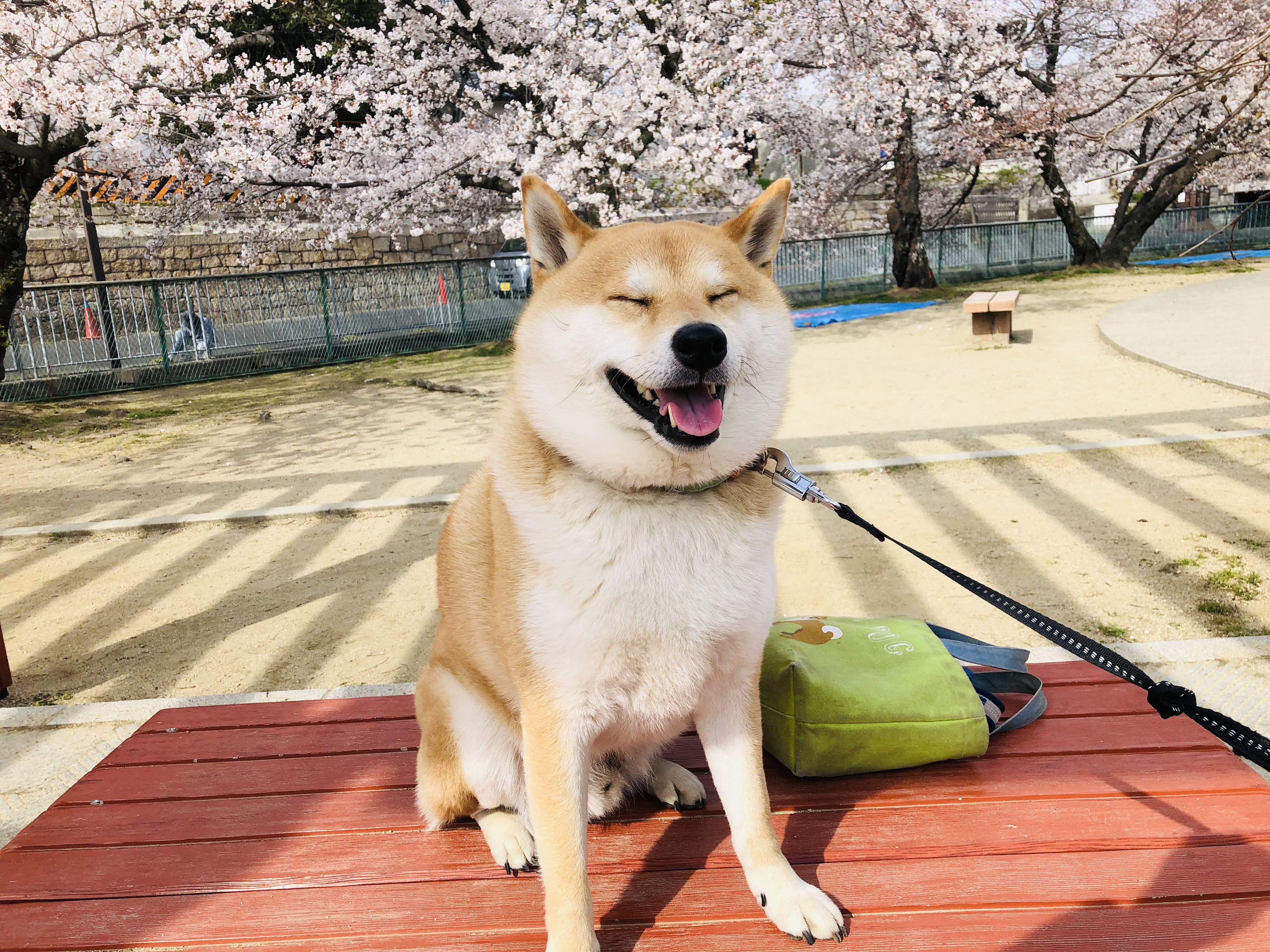 桜にはやっぱり日本犬だね ペット用品の通販サイト ペピイ Peppy