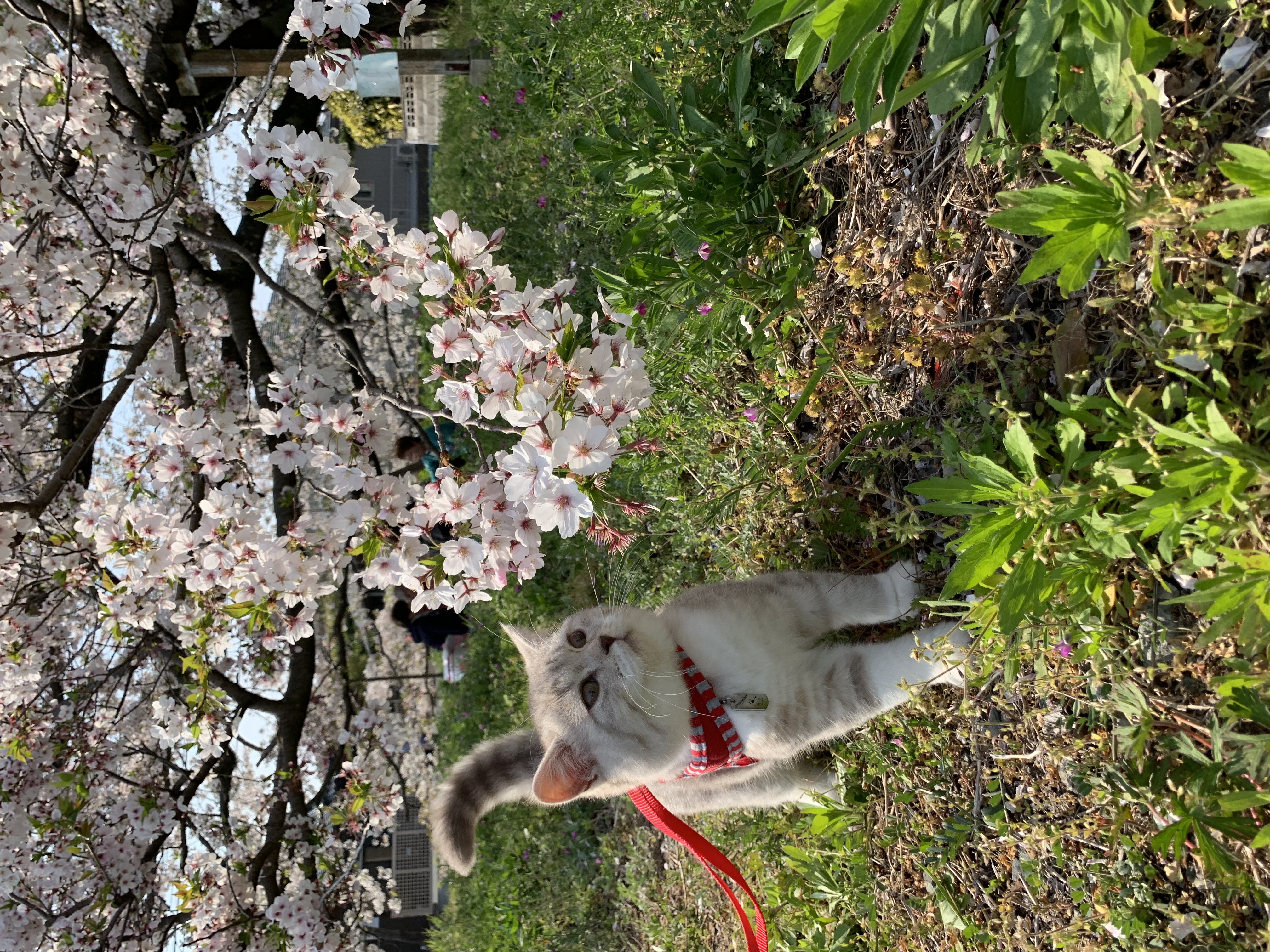 初めてのおにゃんぽ ペット用品の通販サイト ペピイ Peppy