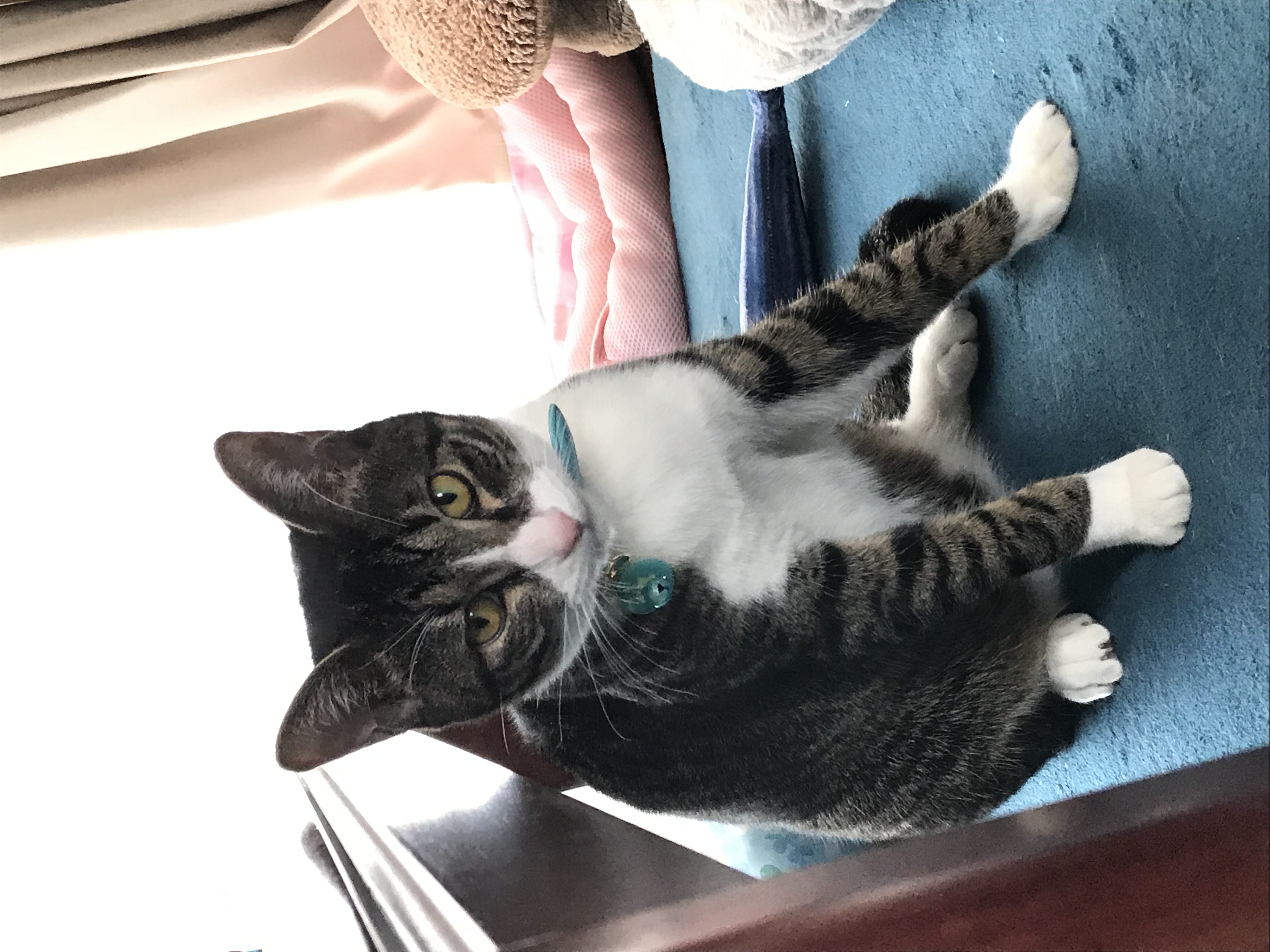 超ビビリな奴 ペット用品の通販サイト ペピイ Peppy