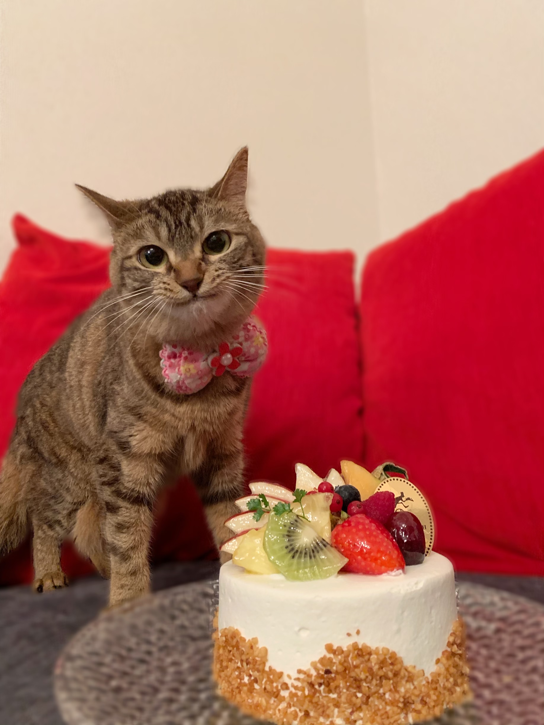 バースデーケーキ ペット用品の通販サイト ペピイ Peppy