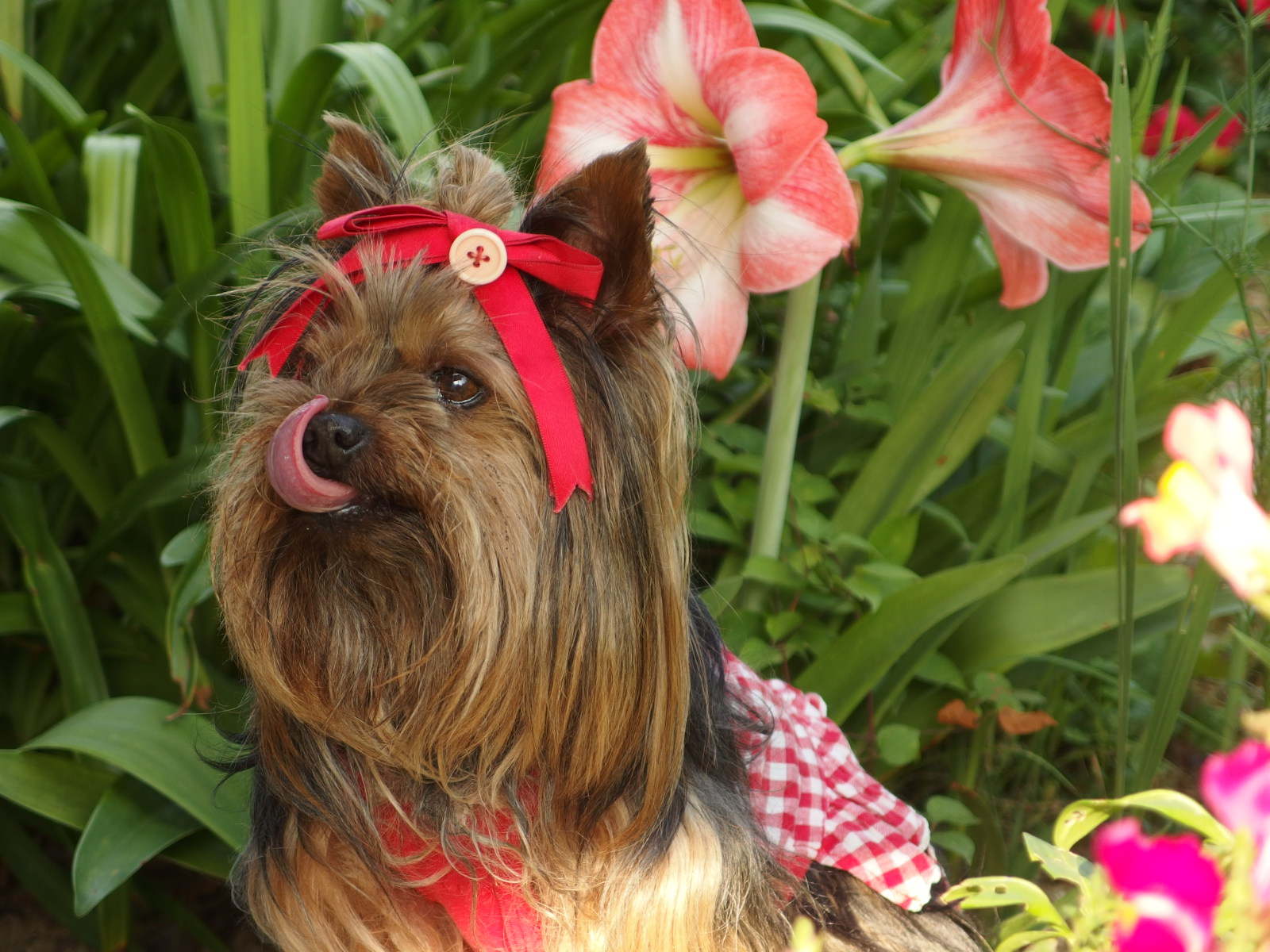 アマリリスとごきげんなランランです ペット用品の通販サイト ペピイ Peppy