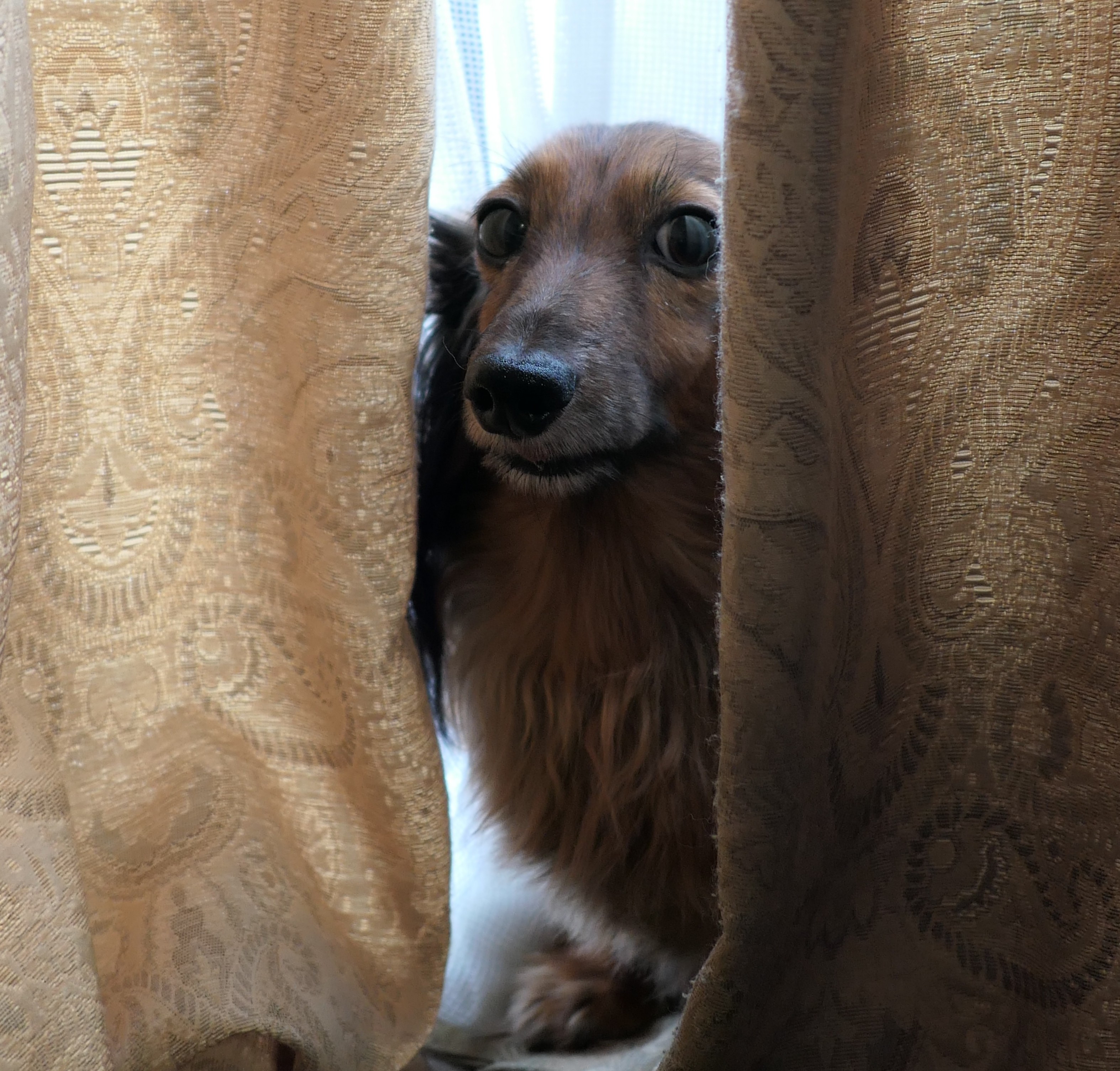 家政犬は見た ペット用品の通販サイト ペピイ Peppy