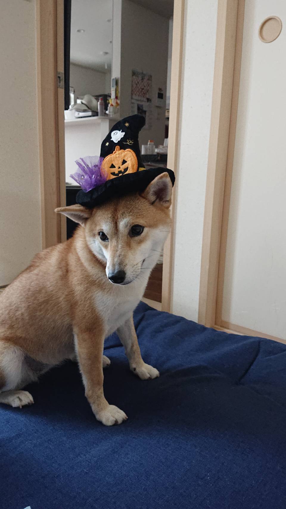 魔法使いムギ ペット用品の通販サイト ペピイ Peppy 魔法使いムギ ペット用品の通販サイト ペピイ Peppy