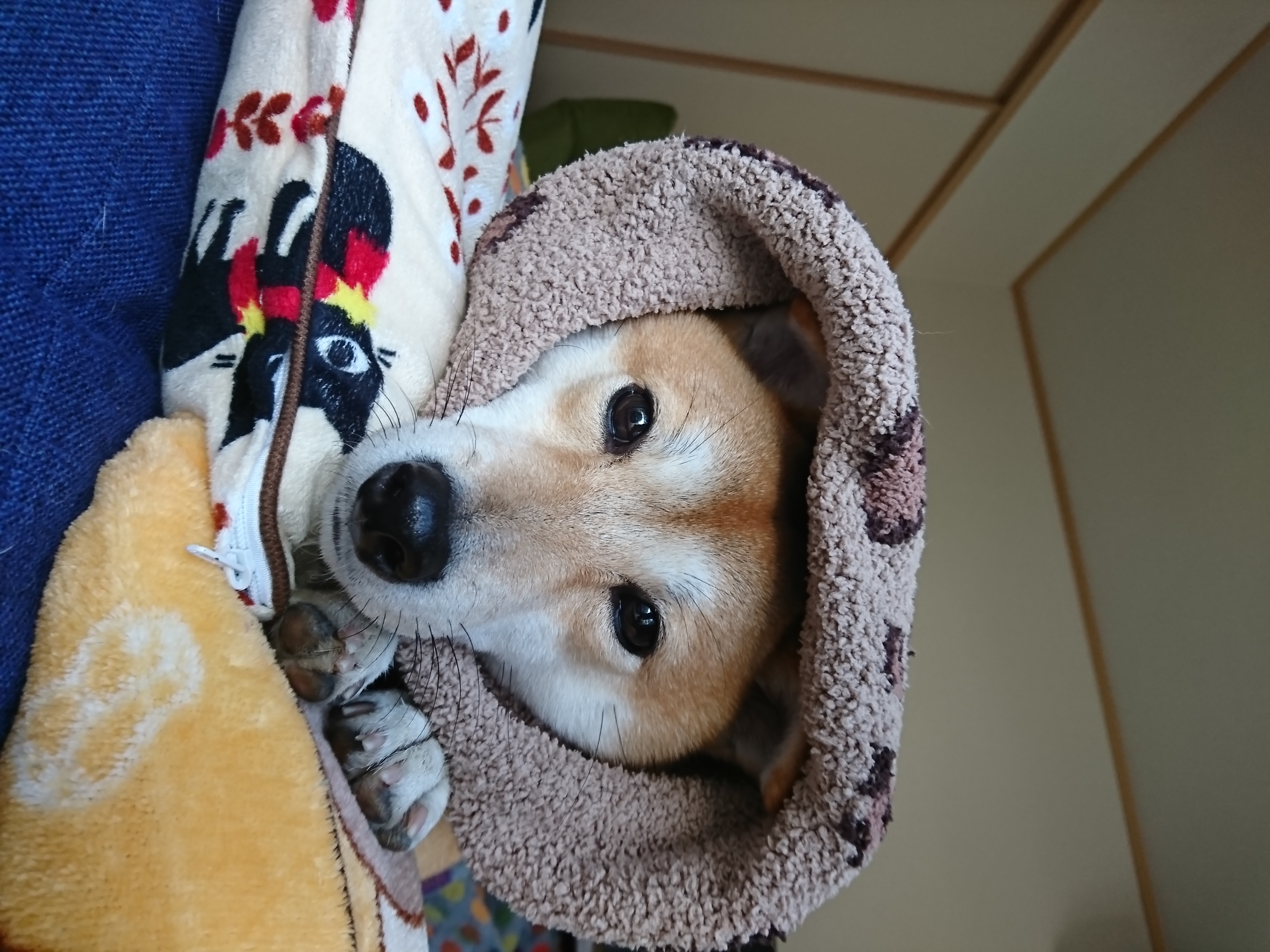 似合いすぎる 可愛すぎる ペット用品の通販サイト ペピイ Peppy