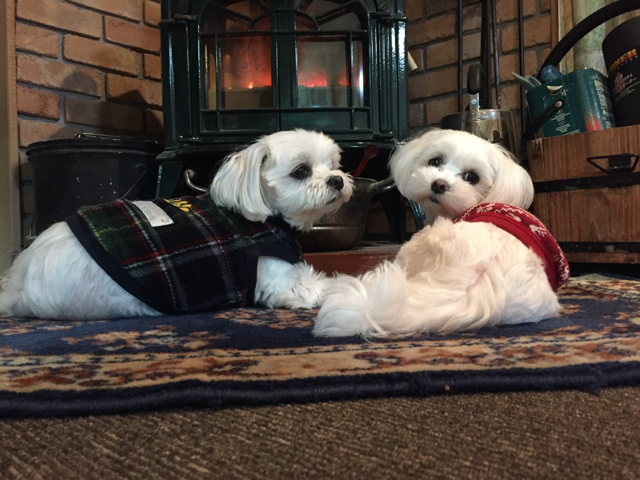 大好きなげんちゃん ペット用品の通販サイト ペピイ Peppy