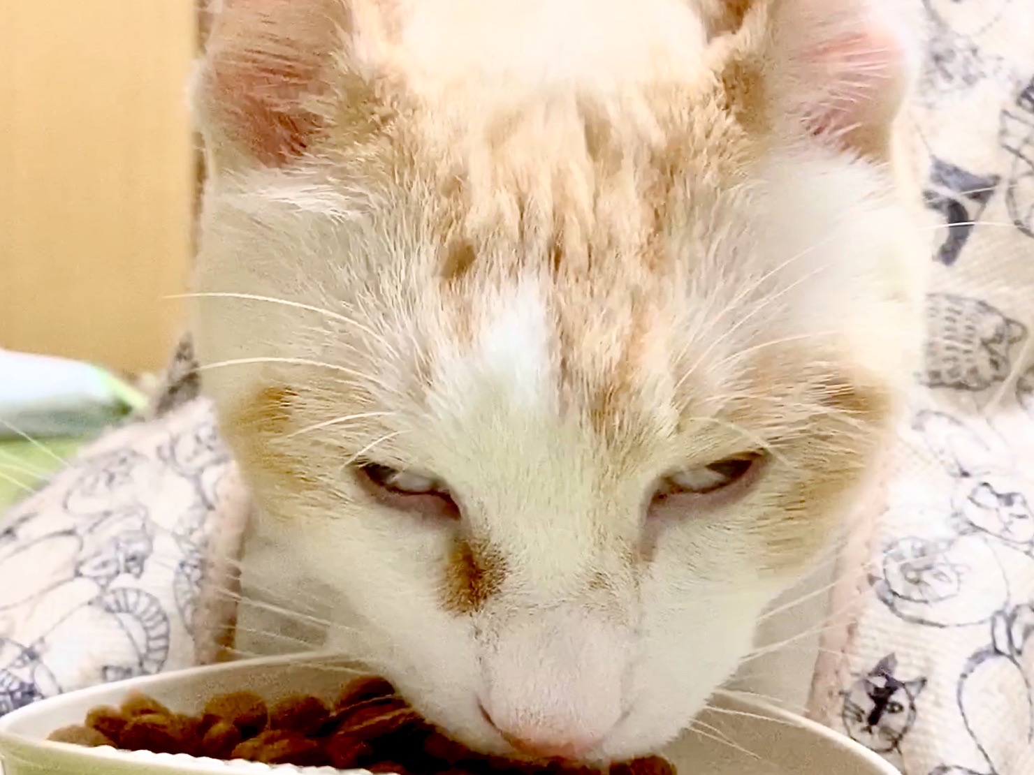 ガツガツ離れ目 - ペット用品の通販サイト ペピイ(PEPPY)