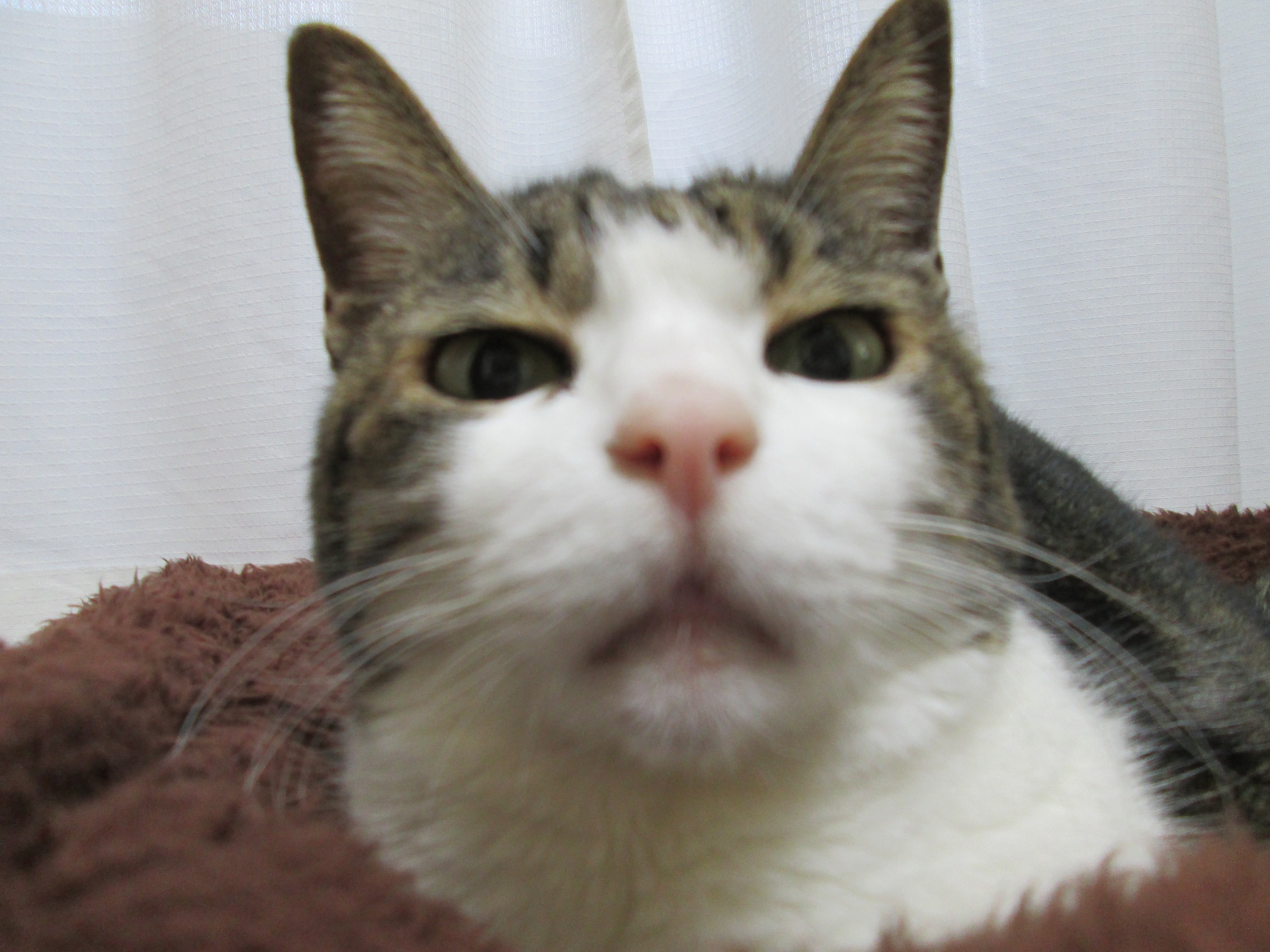 ぬんっ ペット用品の通販サイト ペピイ Peppy