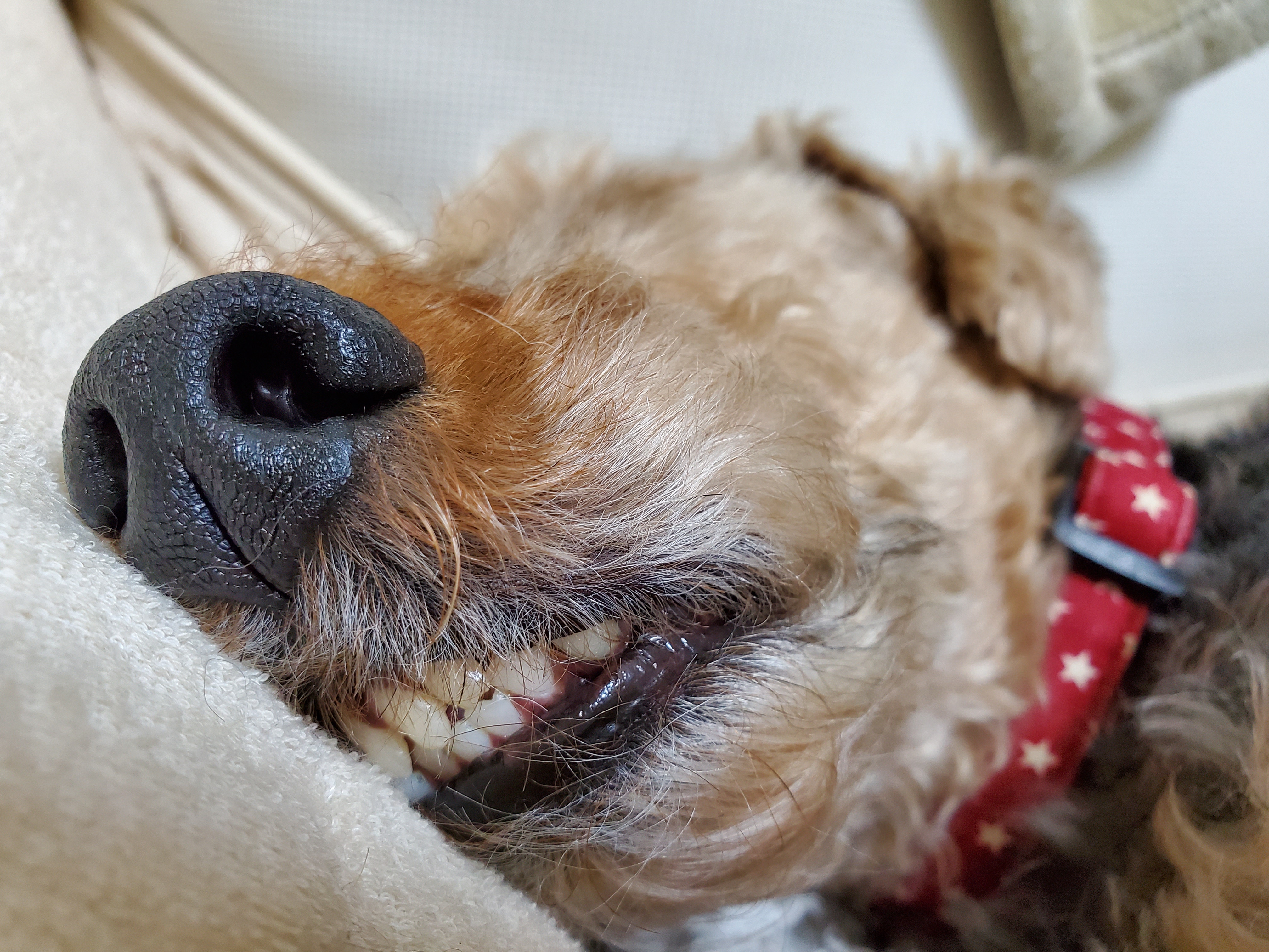 イヒッ ペット用品の通販サイト ペピイ Peppy