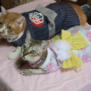 覗く猫。 - ペット用品の通販サイト ペピイ（PEPPY）
