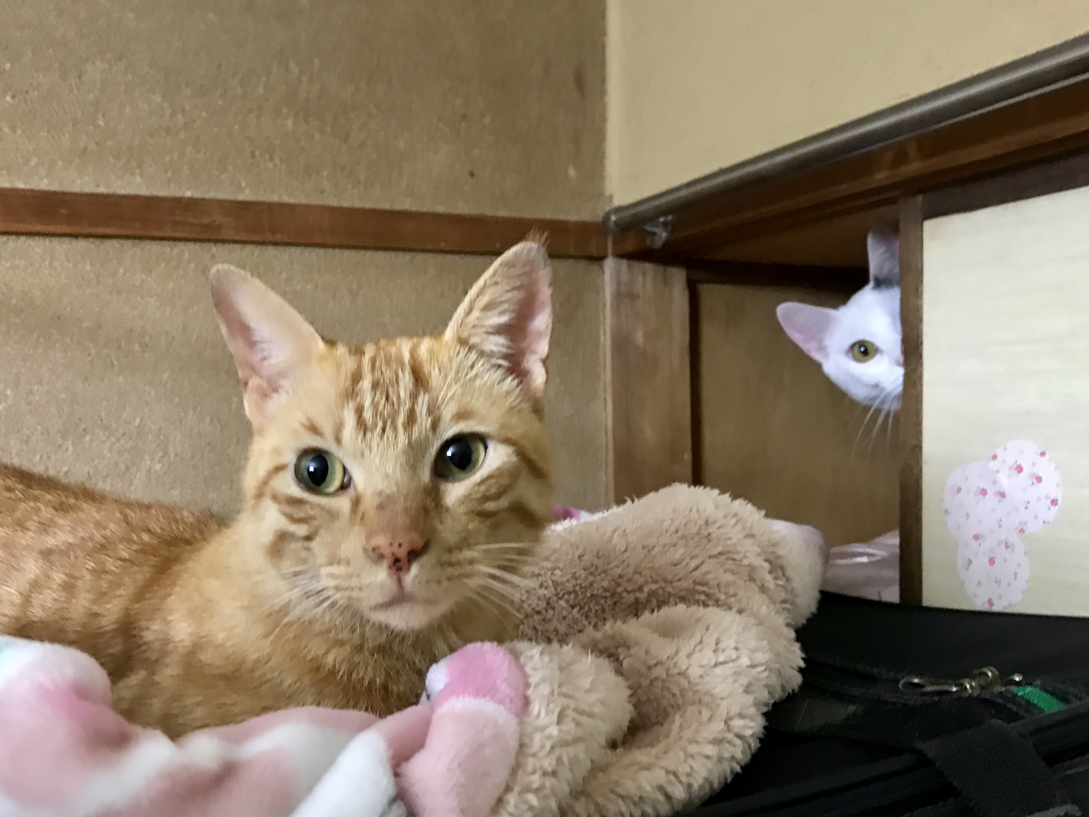 怒ってるかな ペット用品の通販サイト ペピイ Peppy