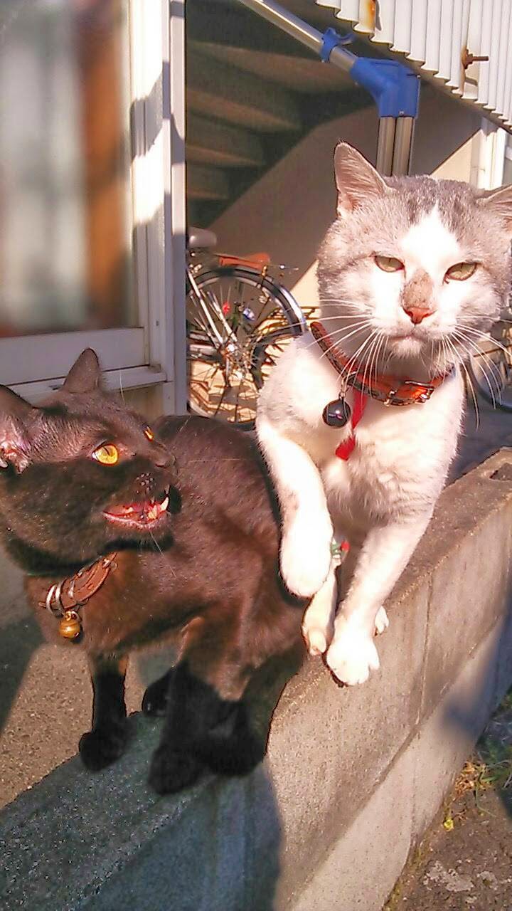 キョトン様と ジジ様 ペット用品の通販サイト ペピイ Peppy