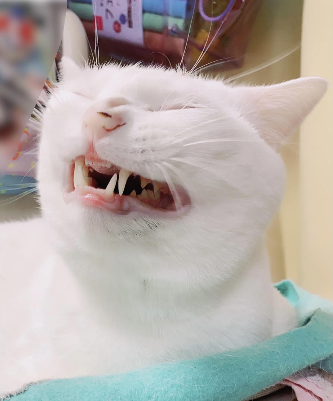 変な顔 ペット用品の通販サイト ペピイ Peppy