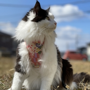 風呂好き猫☆きら氏の入浴タイム♪ - ペット用品の通販サイト ペピイ 