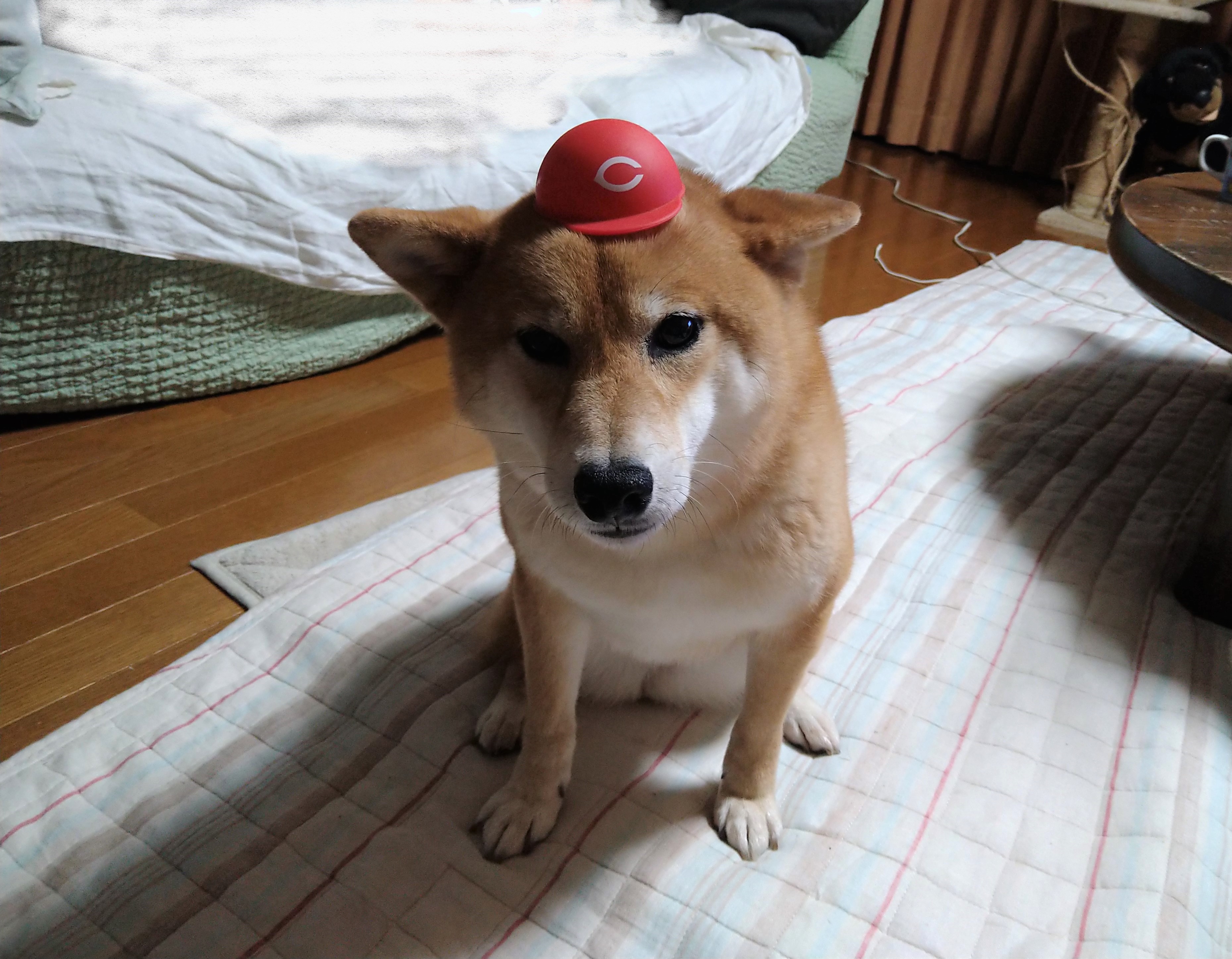 カープファンってわけではないです ペット用品の通販サイト ペピイ Peppy