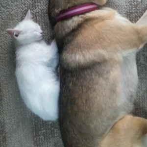 マムシに噛まれてメッチャ腫れてんねん ペット用品の通販サイト ペピイ Peppy