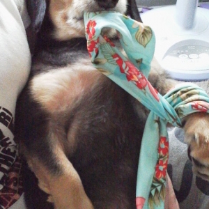 変顔わんにゃん フォトコンテスト ペット用品の通販サイト ペピイ Peppy