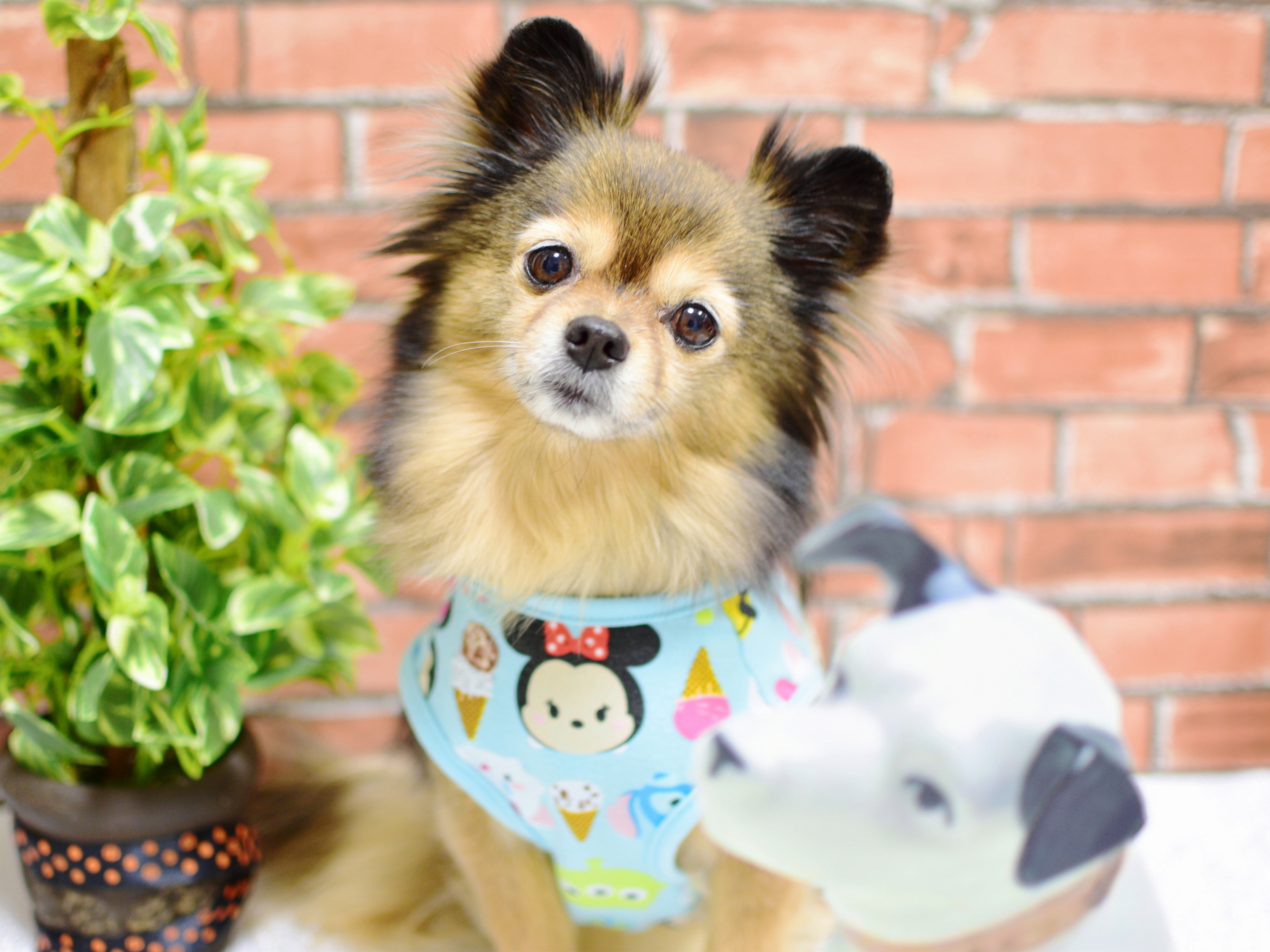 ビクターのニッパー犬と首傾げ対決 ペット用品の通販サイト ペピイ Peppy