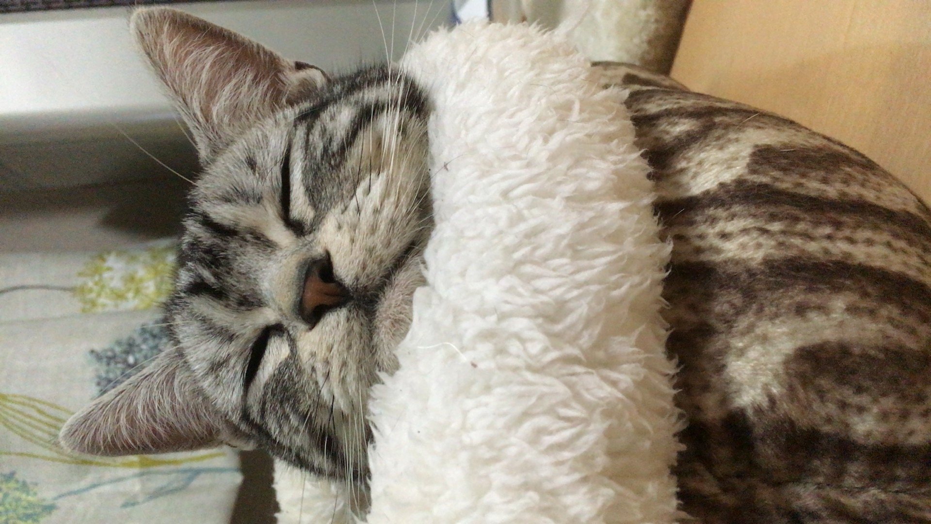 ぐでーん ペット用品の通販サイト ペピイ Peppy