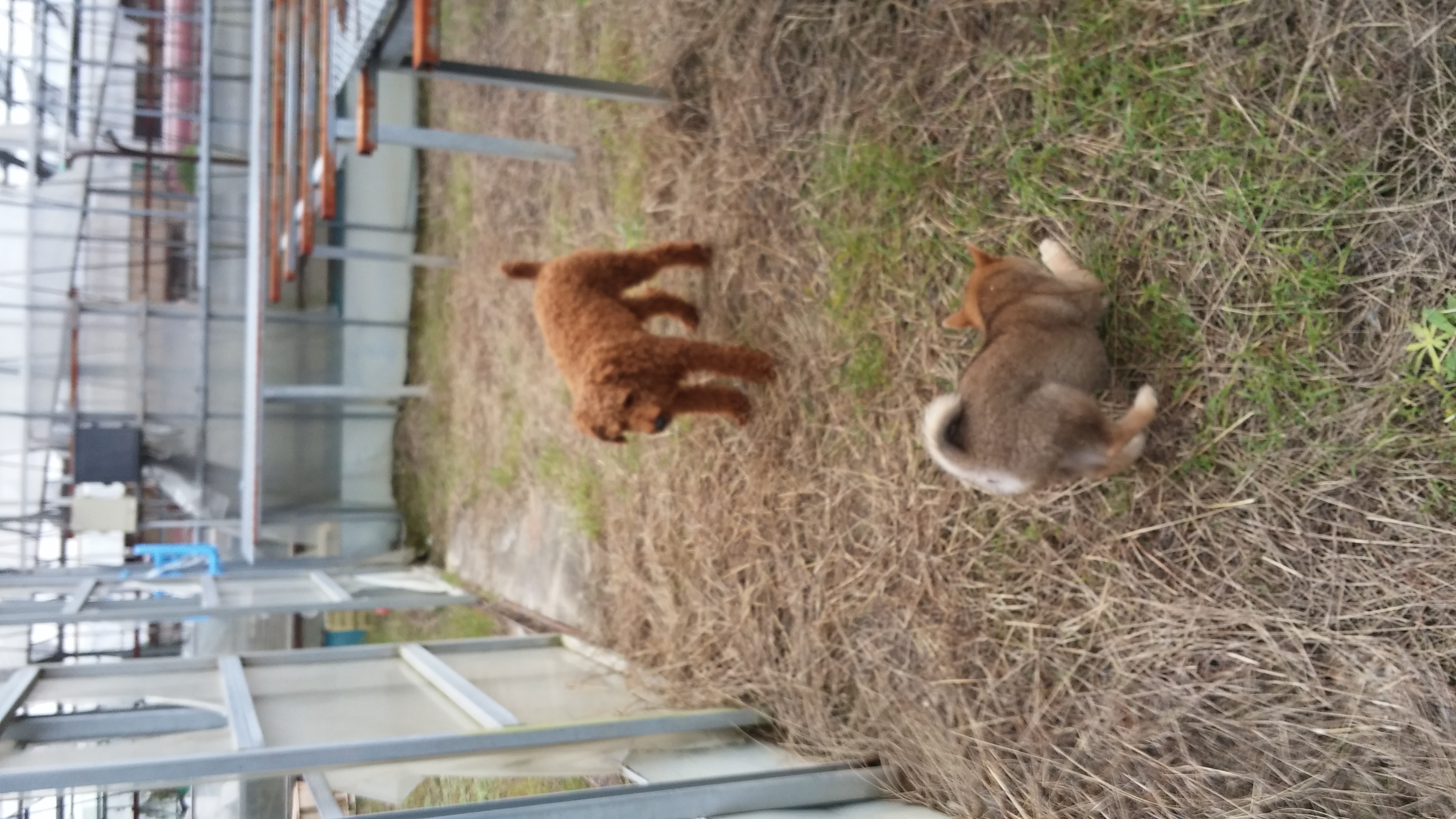 農家の犬達 柴子犬はトイプー兄貴と遊びたい ペット用品の通販サイト ペピイ Peppy