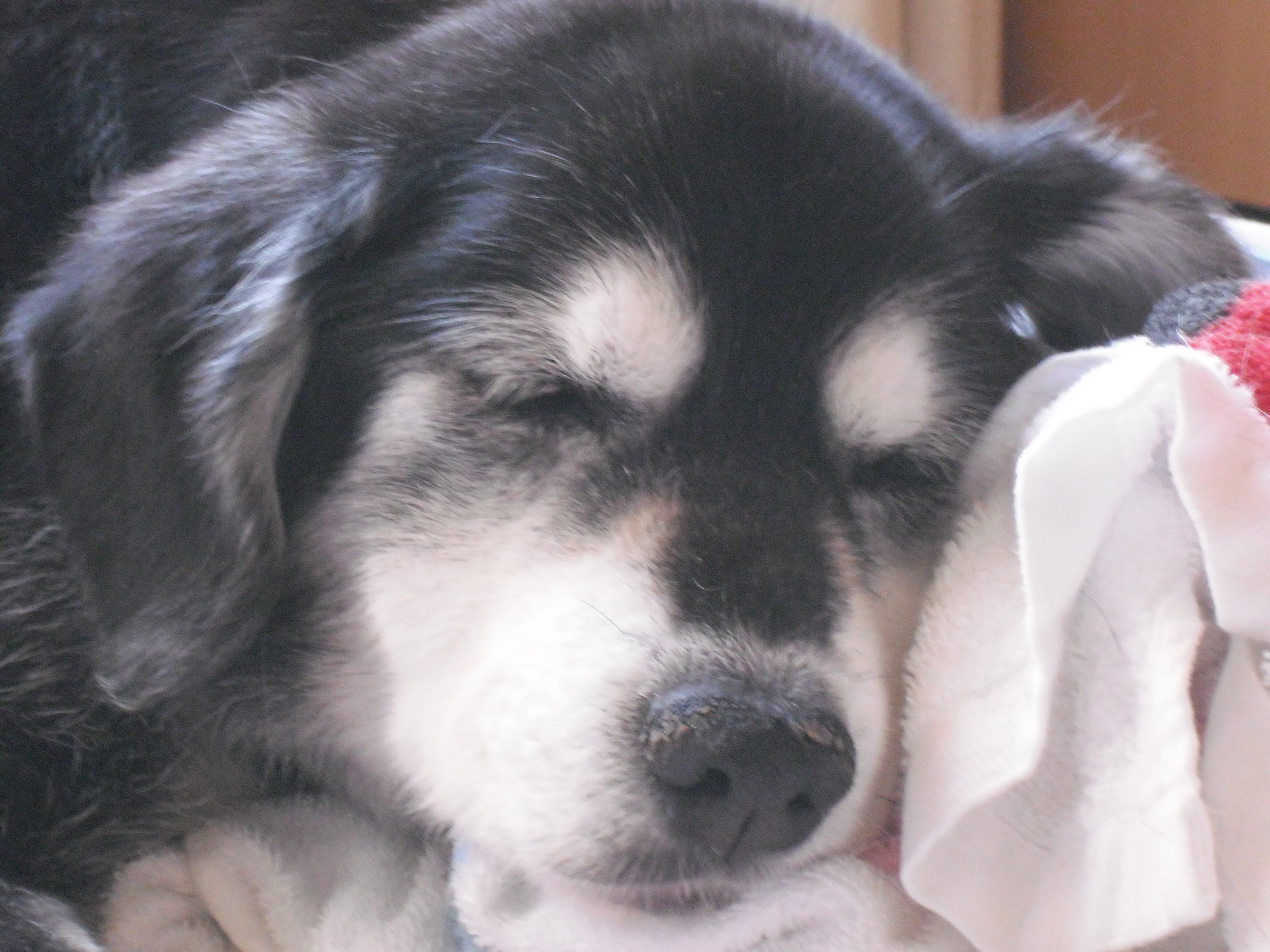 癒される寝顔 ペット用品の通販サイト ペピイ Peppy