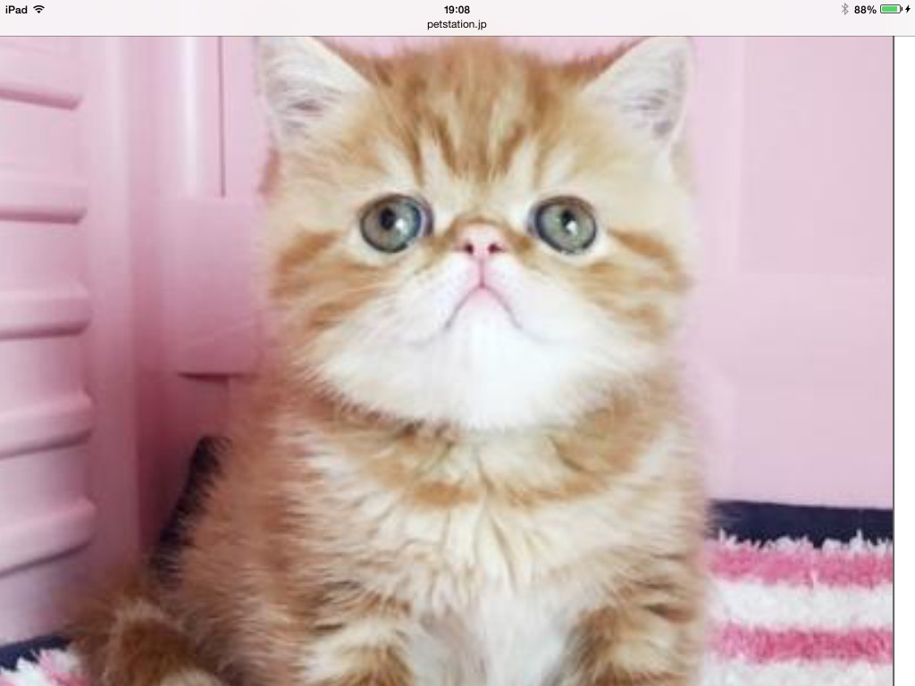 ぶさかわ ペット用品の通販サイト ペピイ Peppy