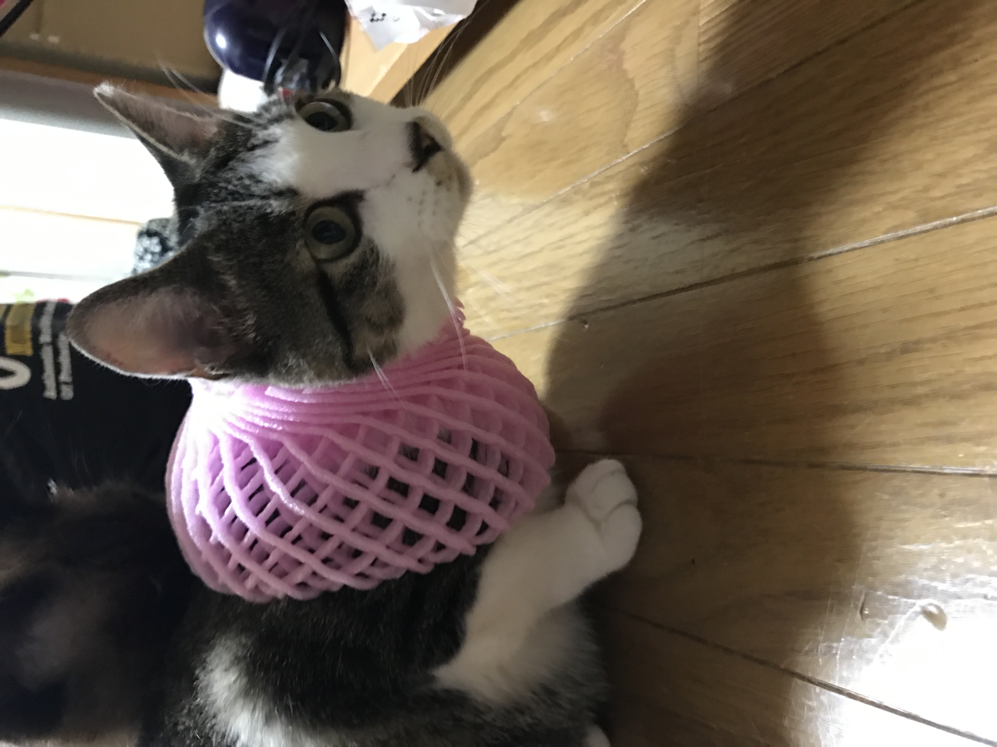 古代エジプト猫の神バテスト ペット用品の通販サイト ペピイ Peppy