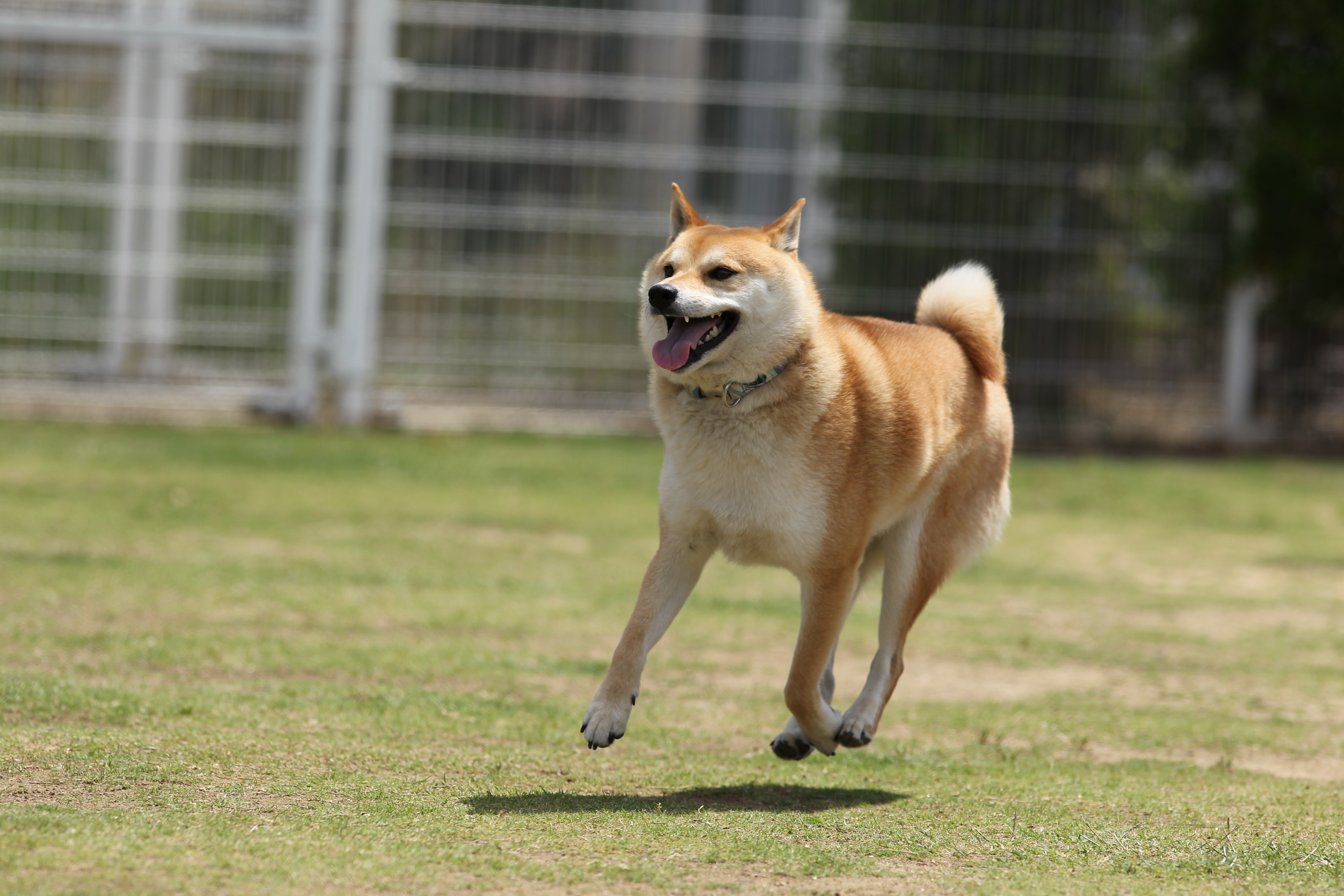 飛行犬撮影会 ペット用品の通販サイト ペピイ Peppy