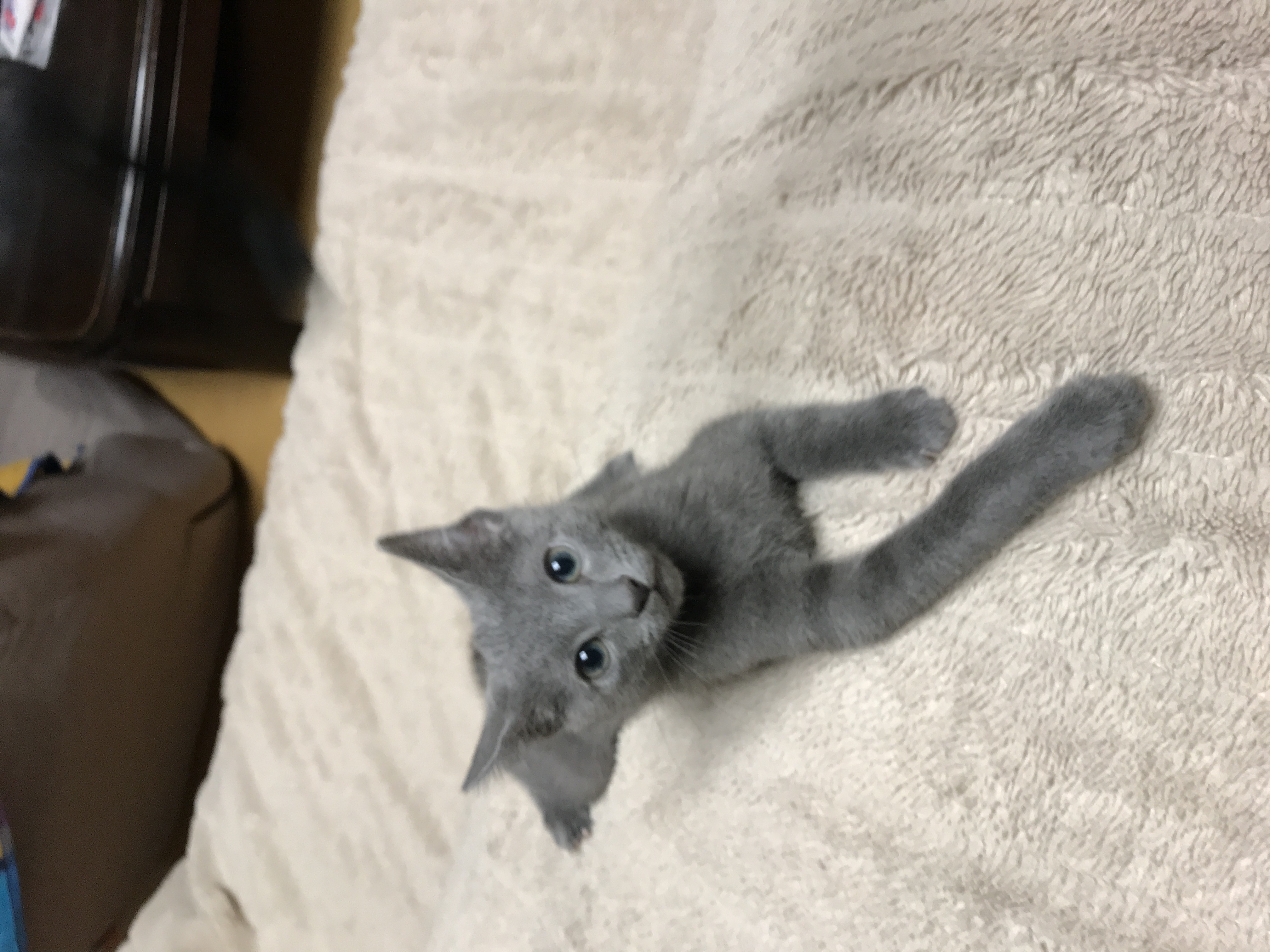 マイナーな名前はダメ ペット用品の通販サイト ペピイ Peppy