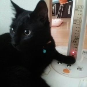 しっぽがハート ペット用品の通販サイト ペピイ Peppy