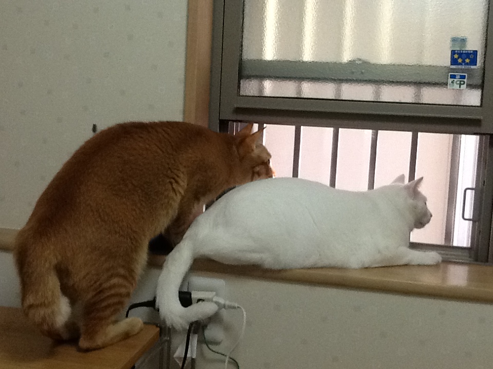 あれはにゃんだ ペット用品の通販サイト ペピイ Peppy