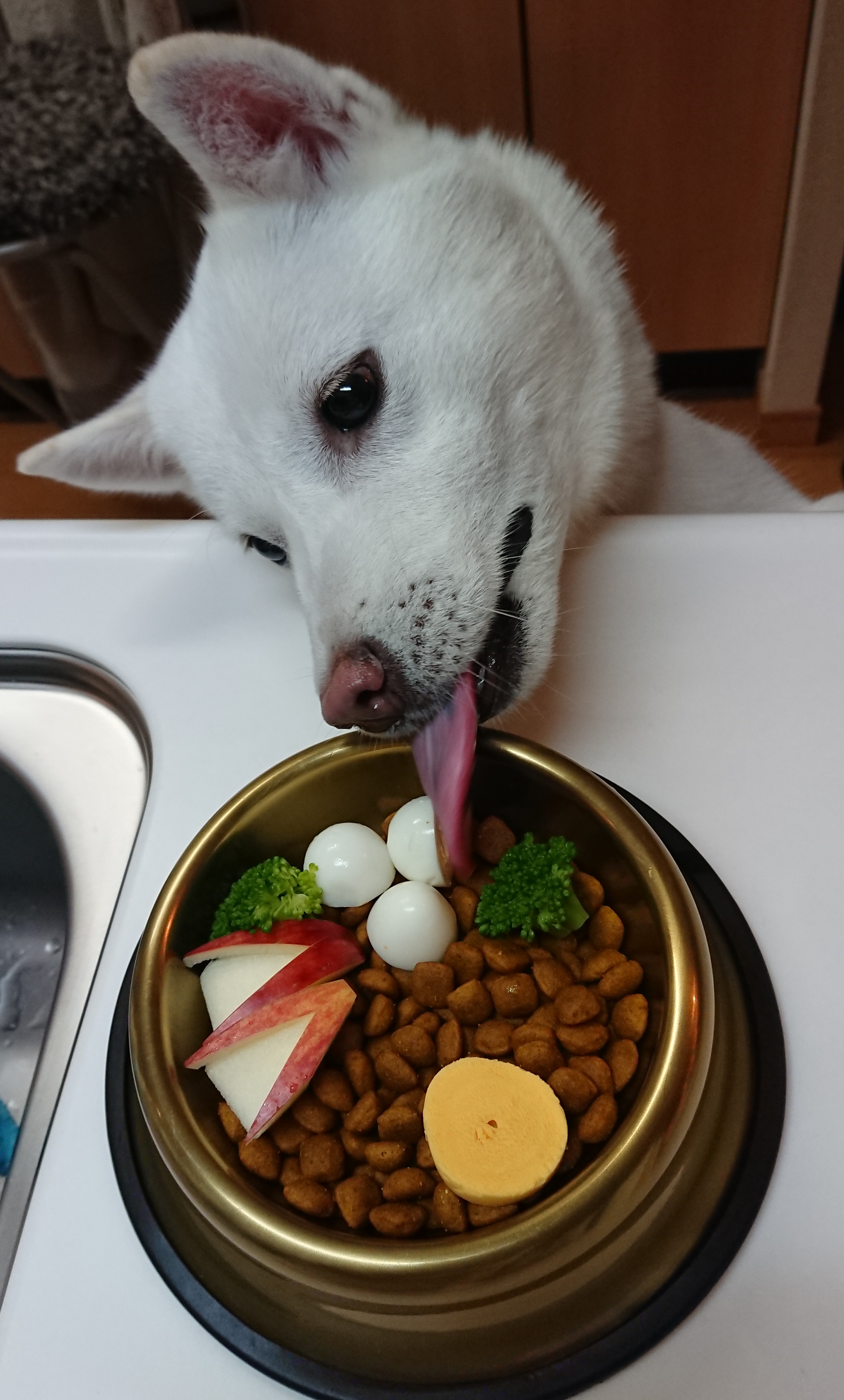 お月見犬飯 ペット用品の通販サイト ペピイ Peppy