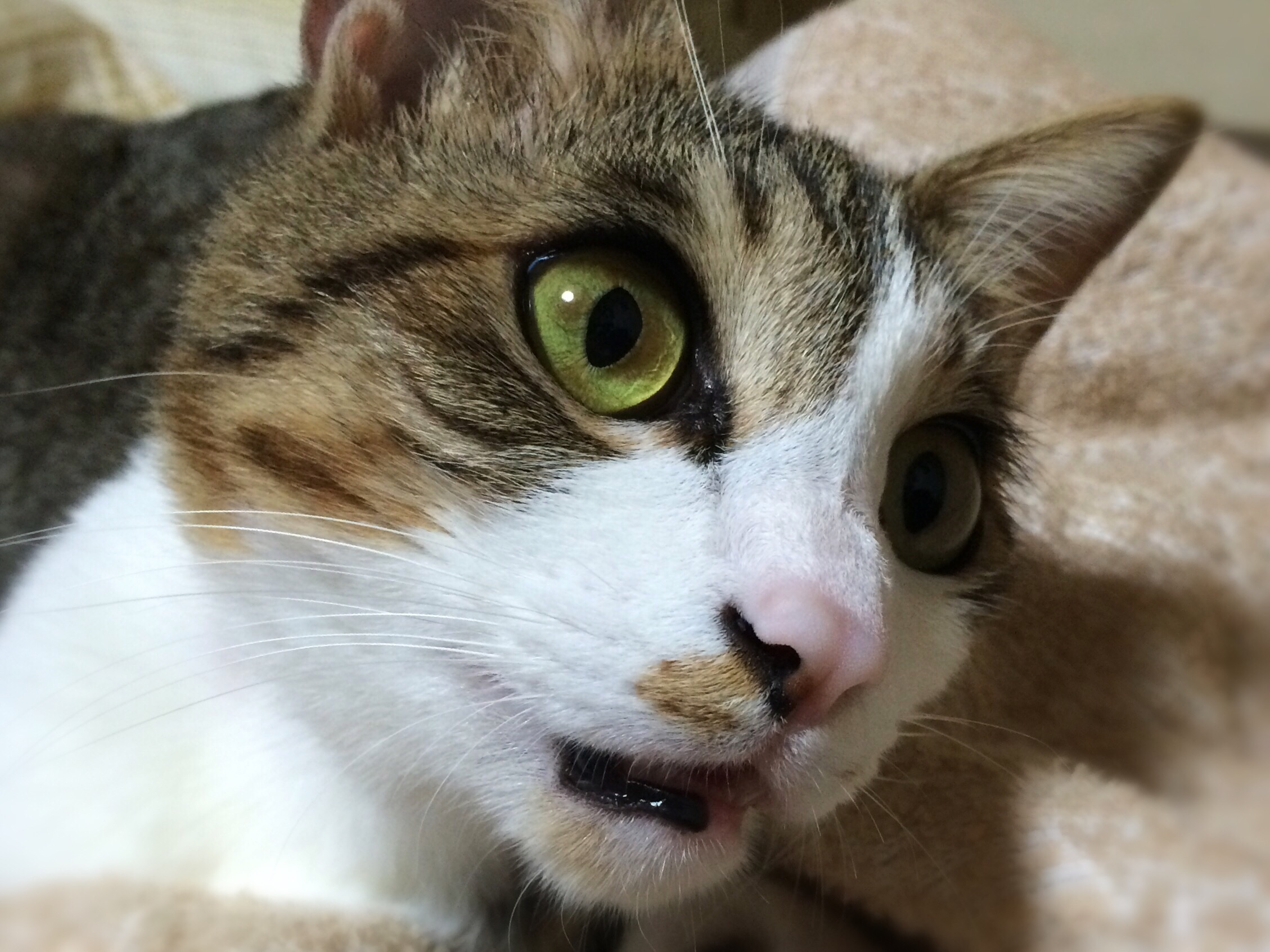 ポカーン ペット用品の通販サイト ペピイ Peppy