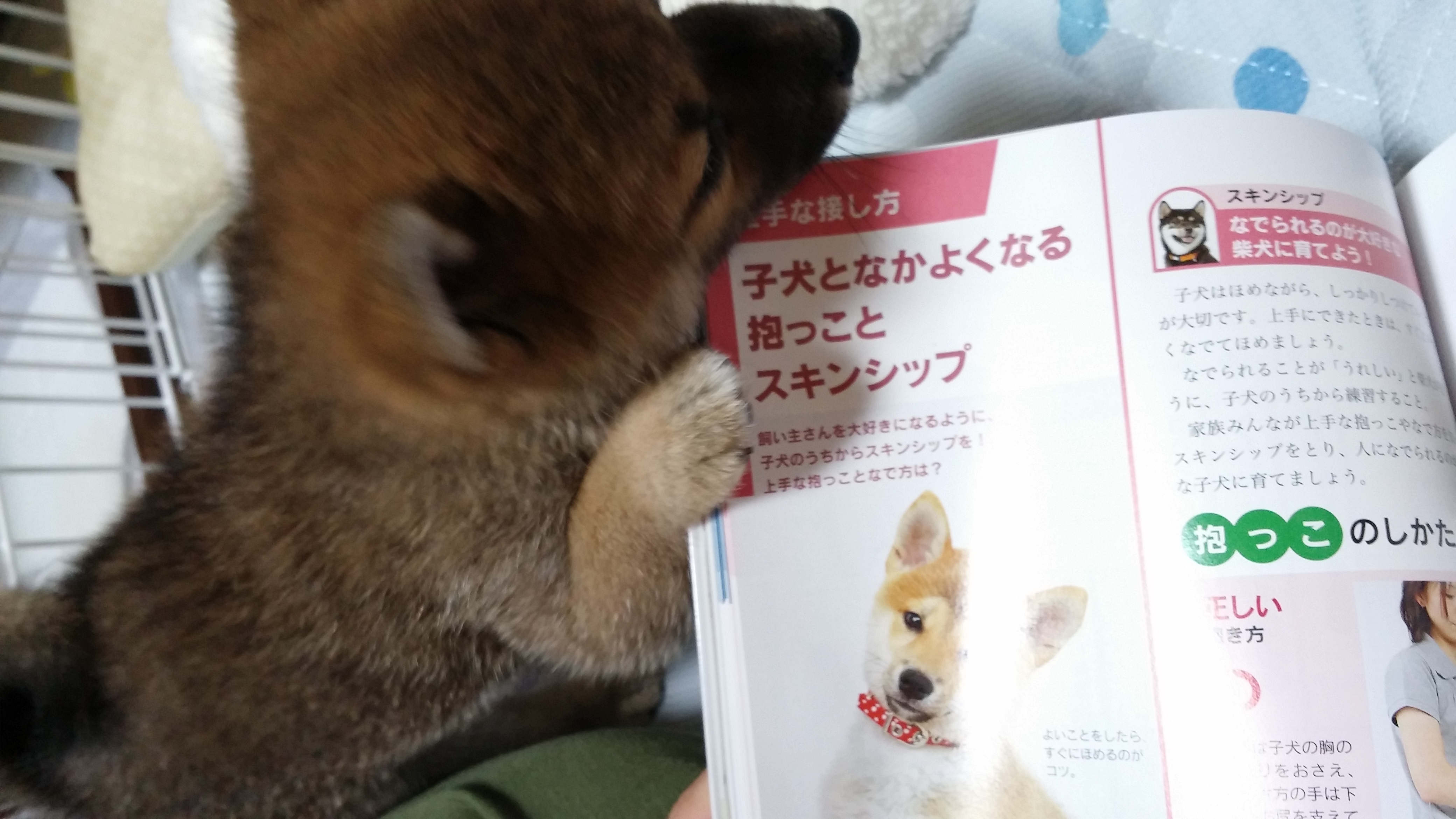 犬への接し方を勉強中の飼い主と ペット用品の通販サイト ペピイ Peppy