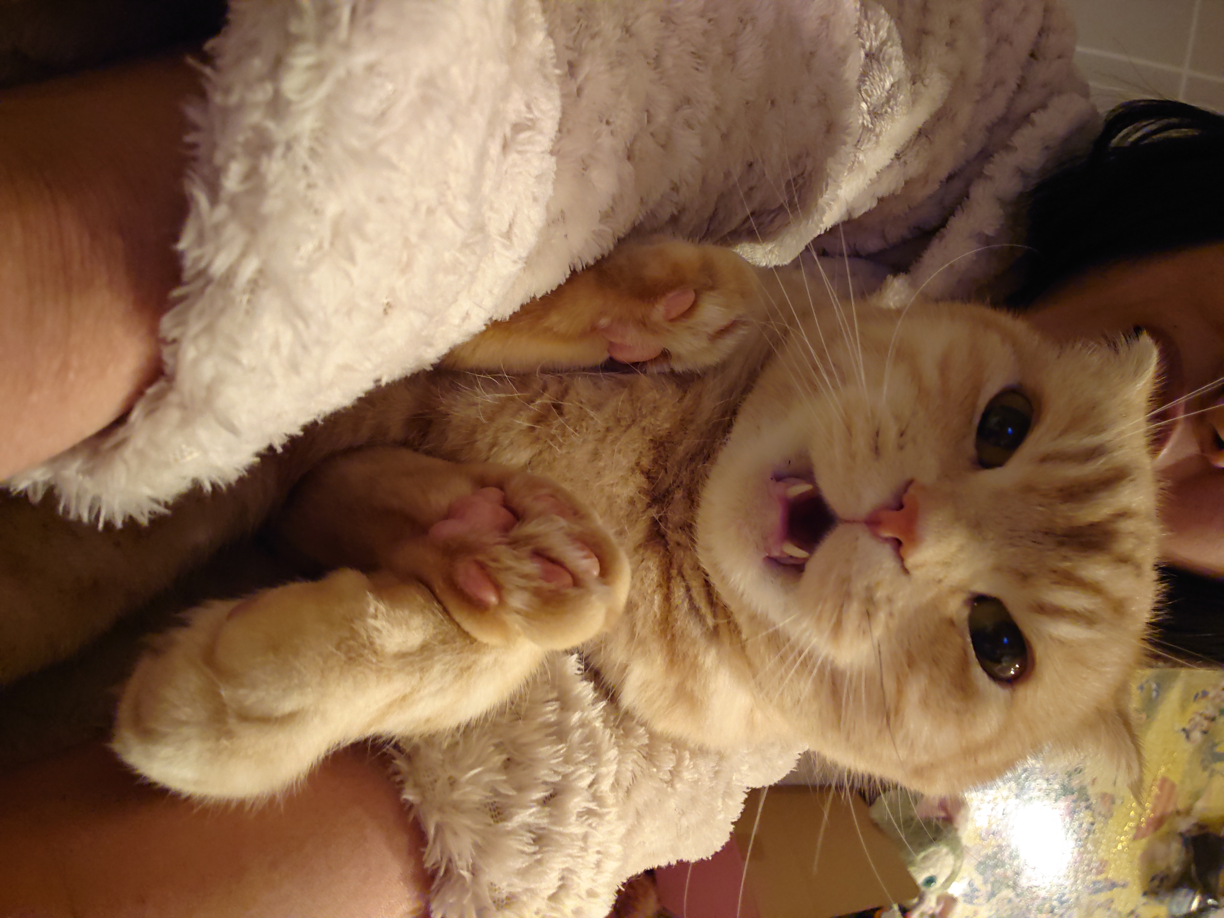 開いたまま ペット用品の通販サイト ペピイ Peppy