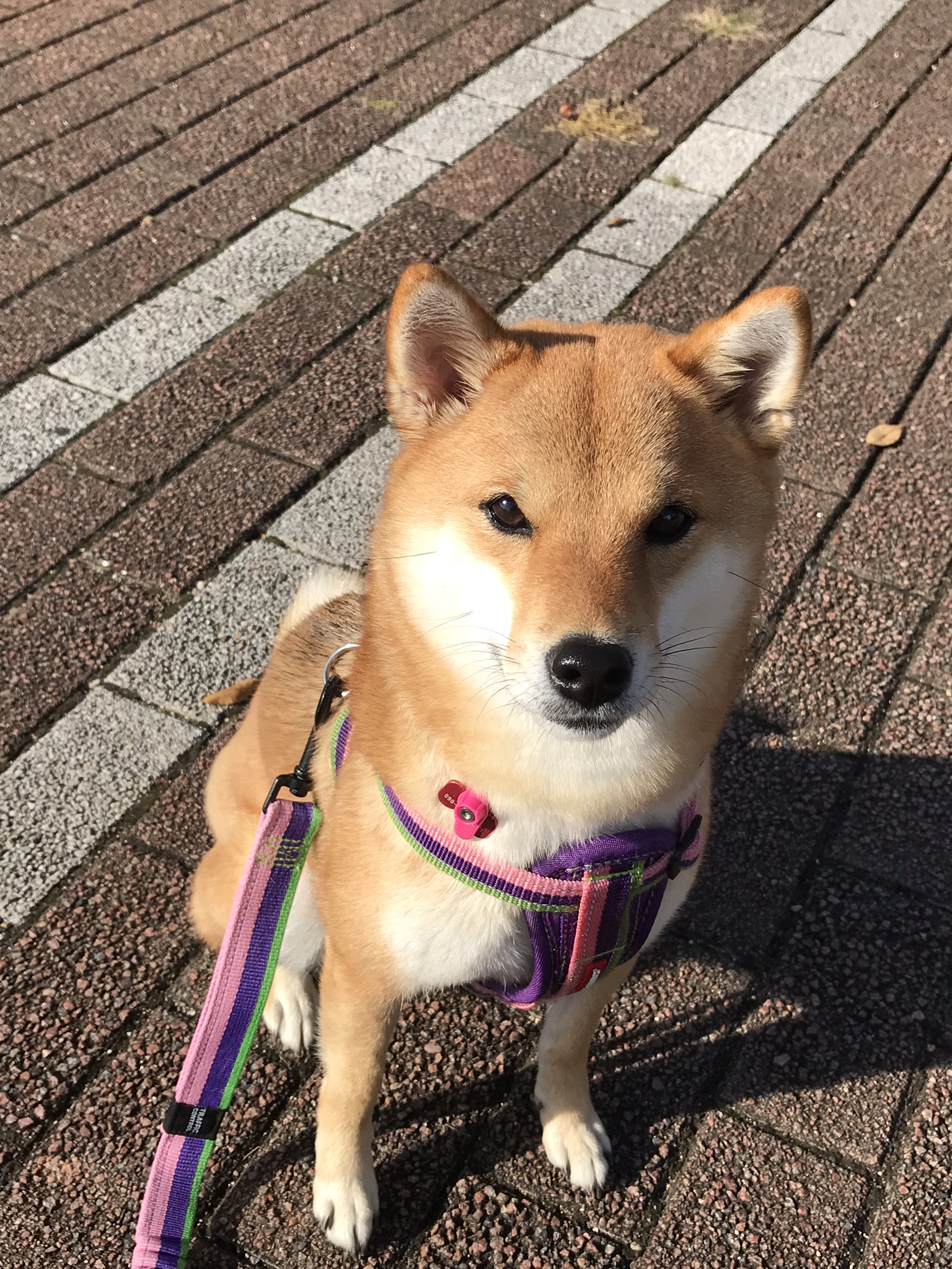 カメラ目線 ペット用品の通販サイト ペピイ Peppy