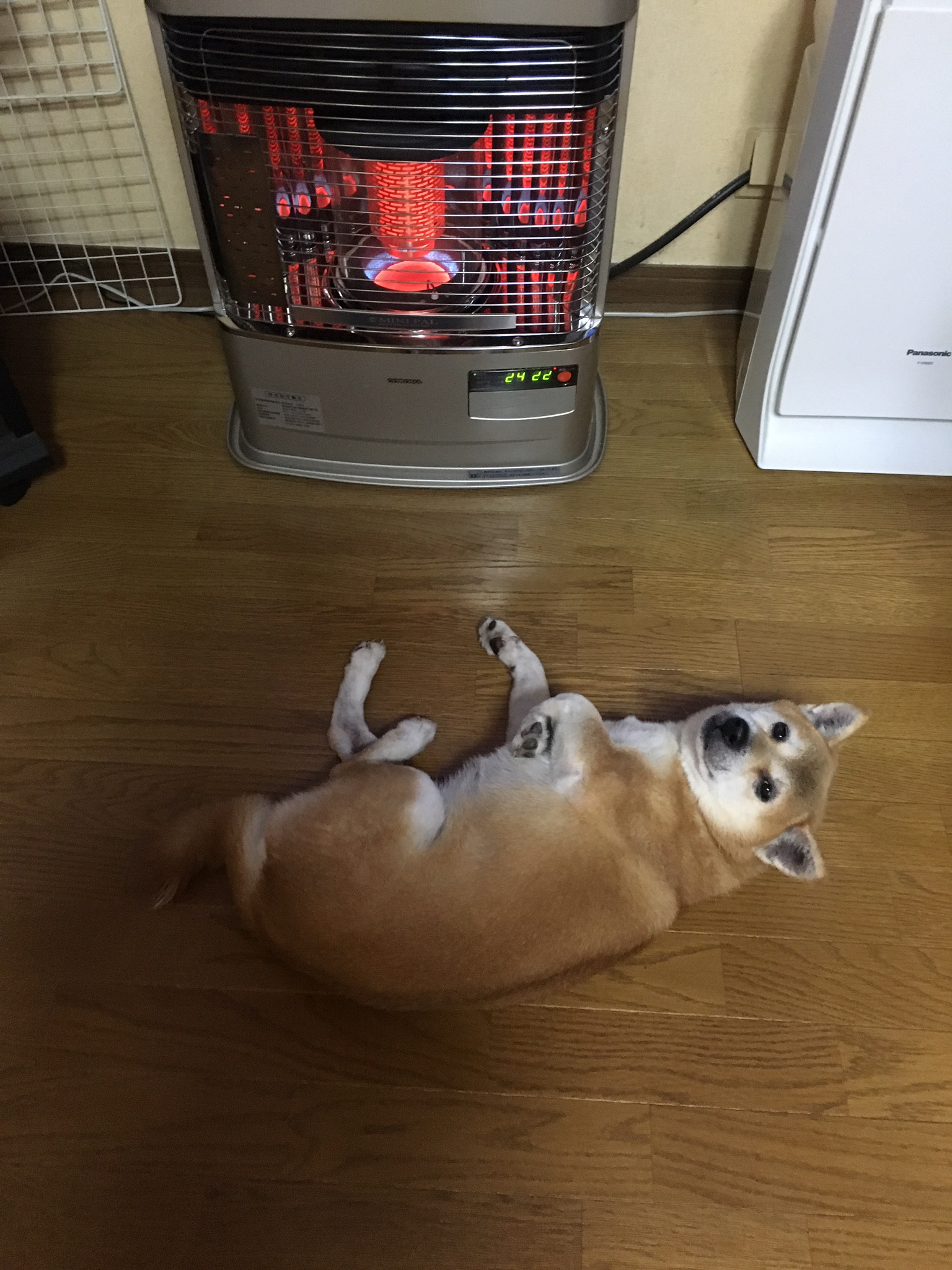 ここ気持ちいいよー ペット用品の通販サイト ペピイ Peppy